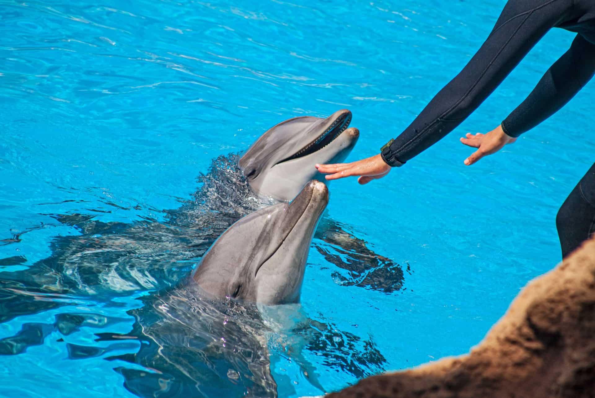 parc aquatique dauphins tenerife