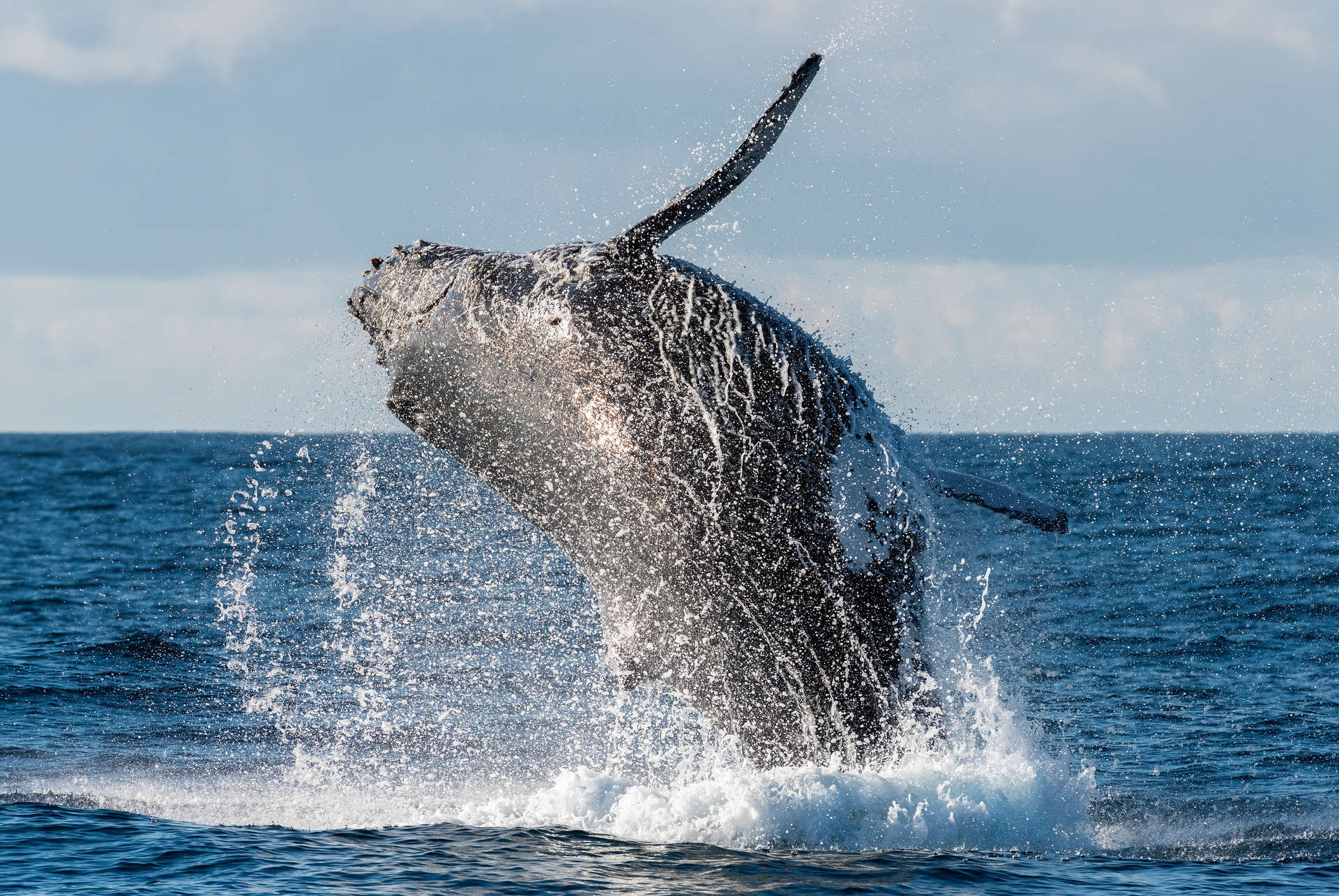 prix voyage afrique du sud baleine