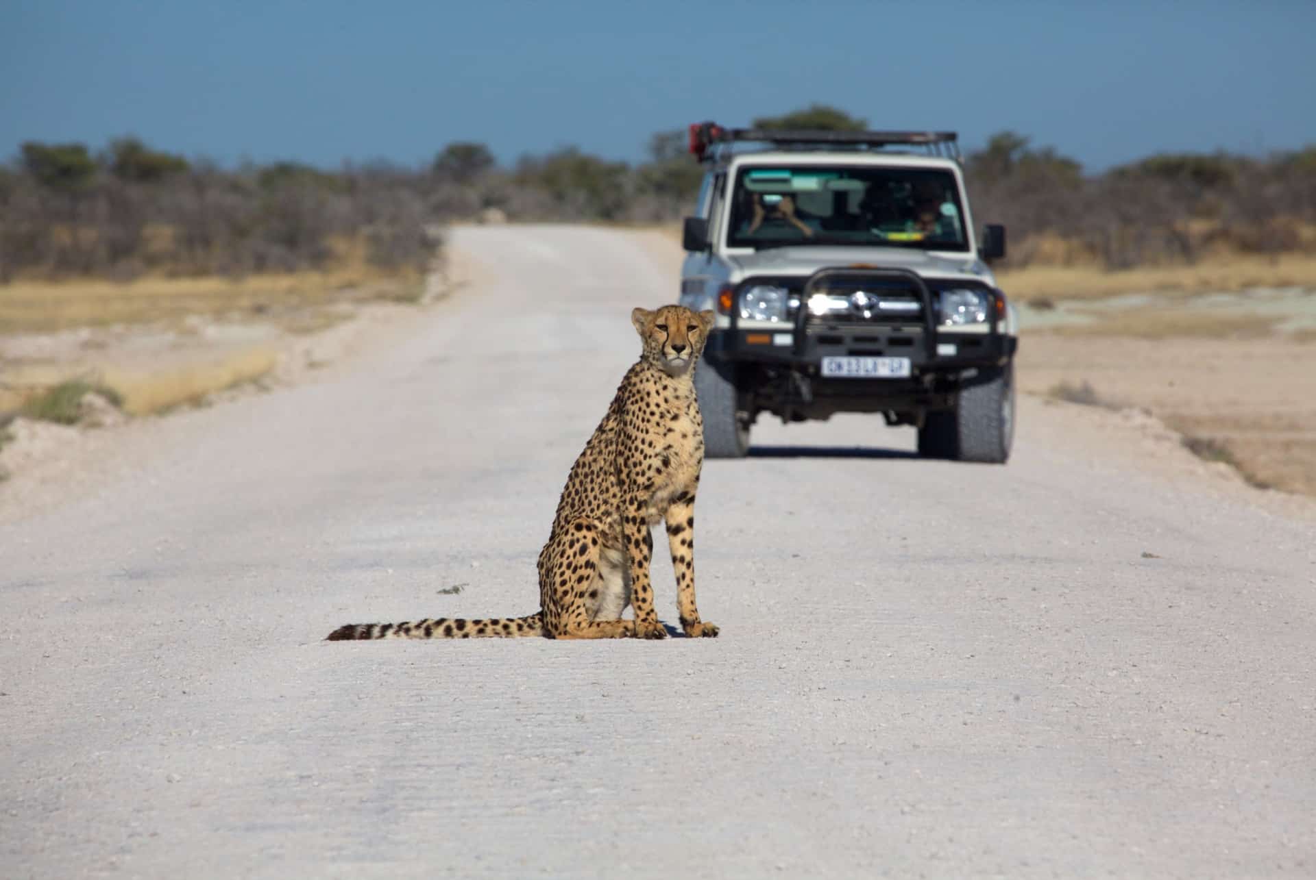 self drive safari etosha