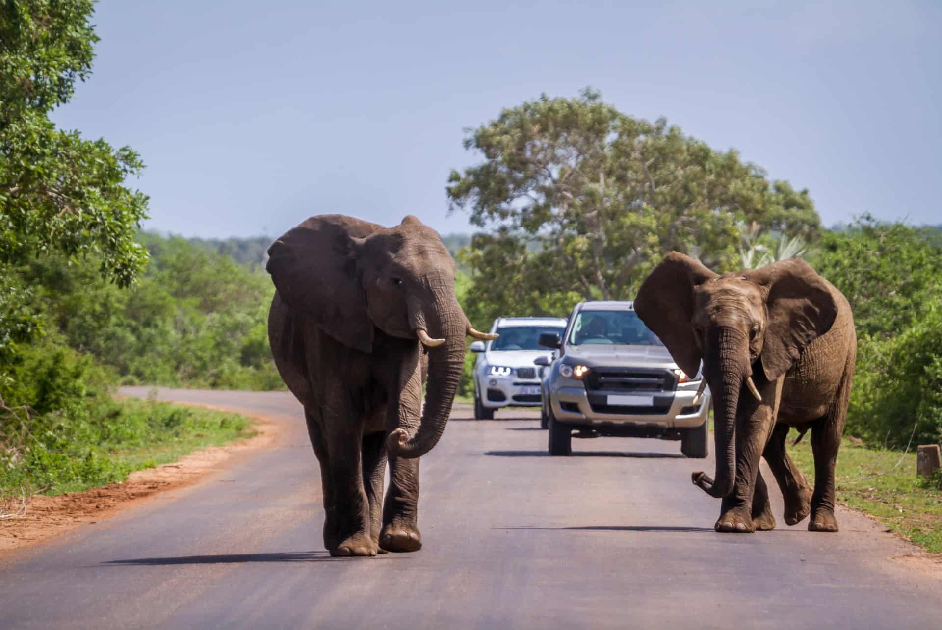 voiture afrique du sud