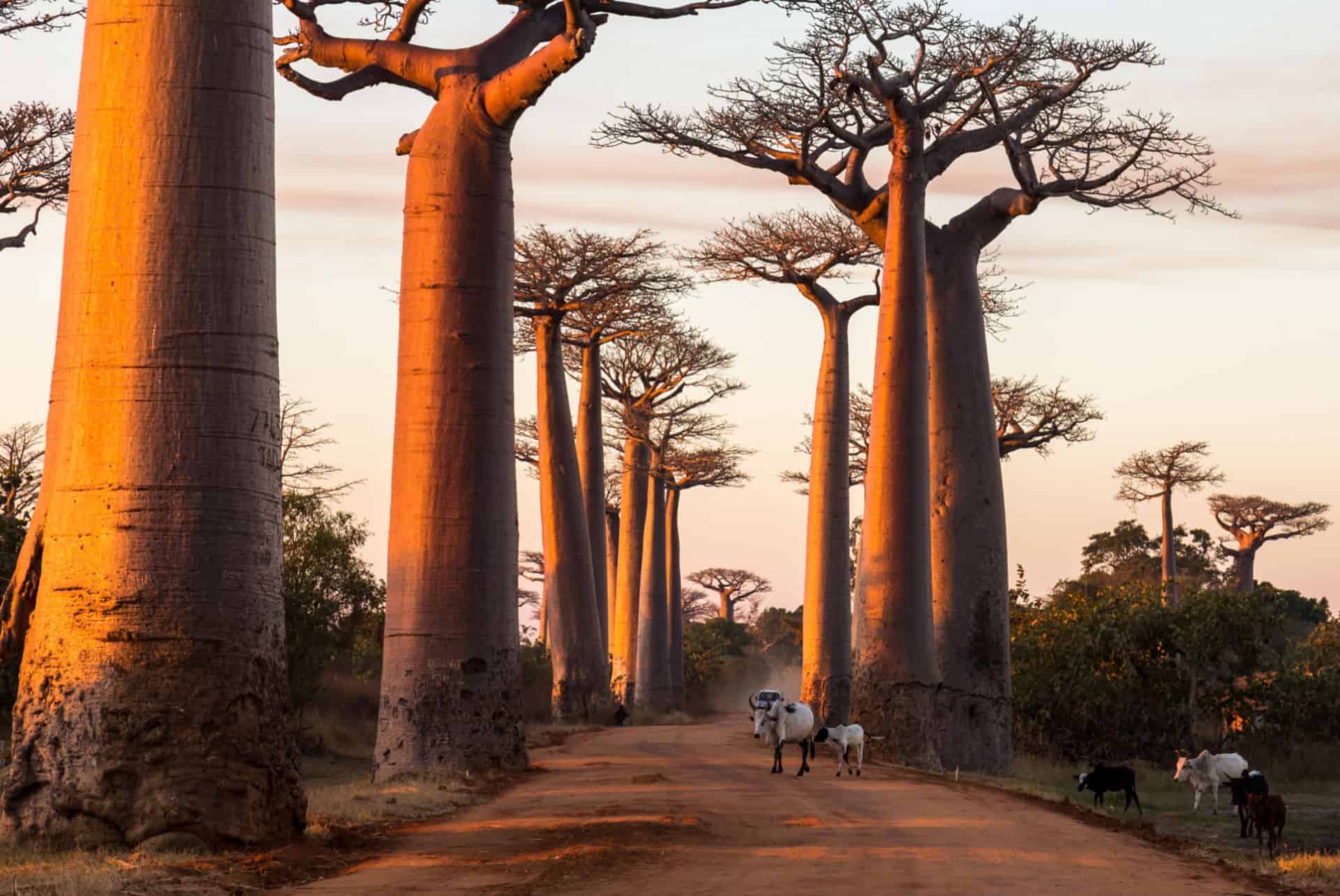 allee des baobabs