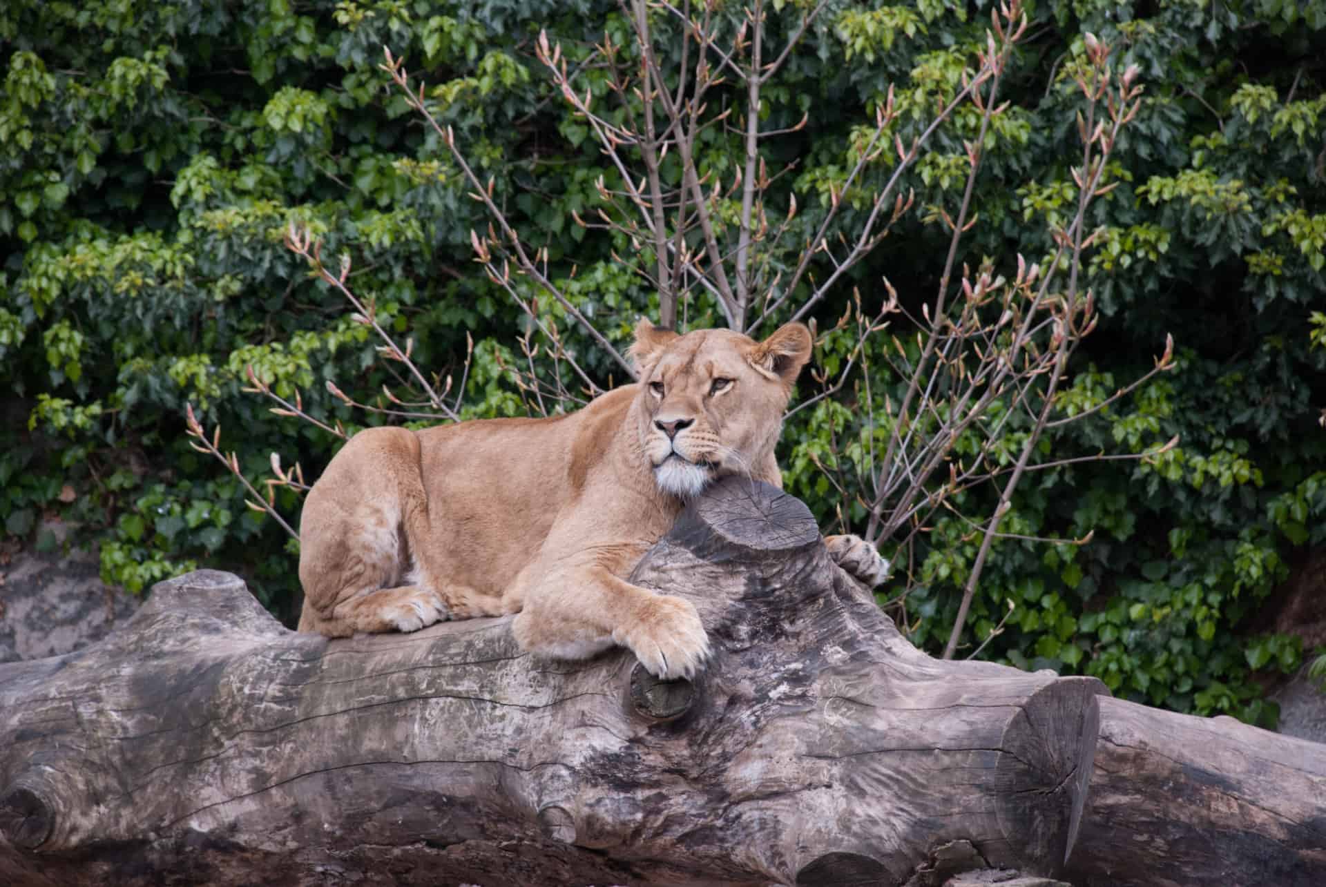 amsterdam en fevrier zoo