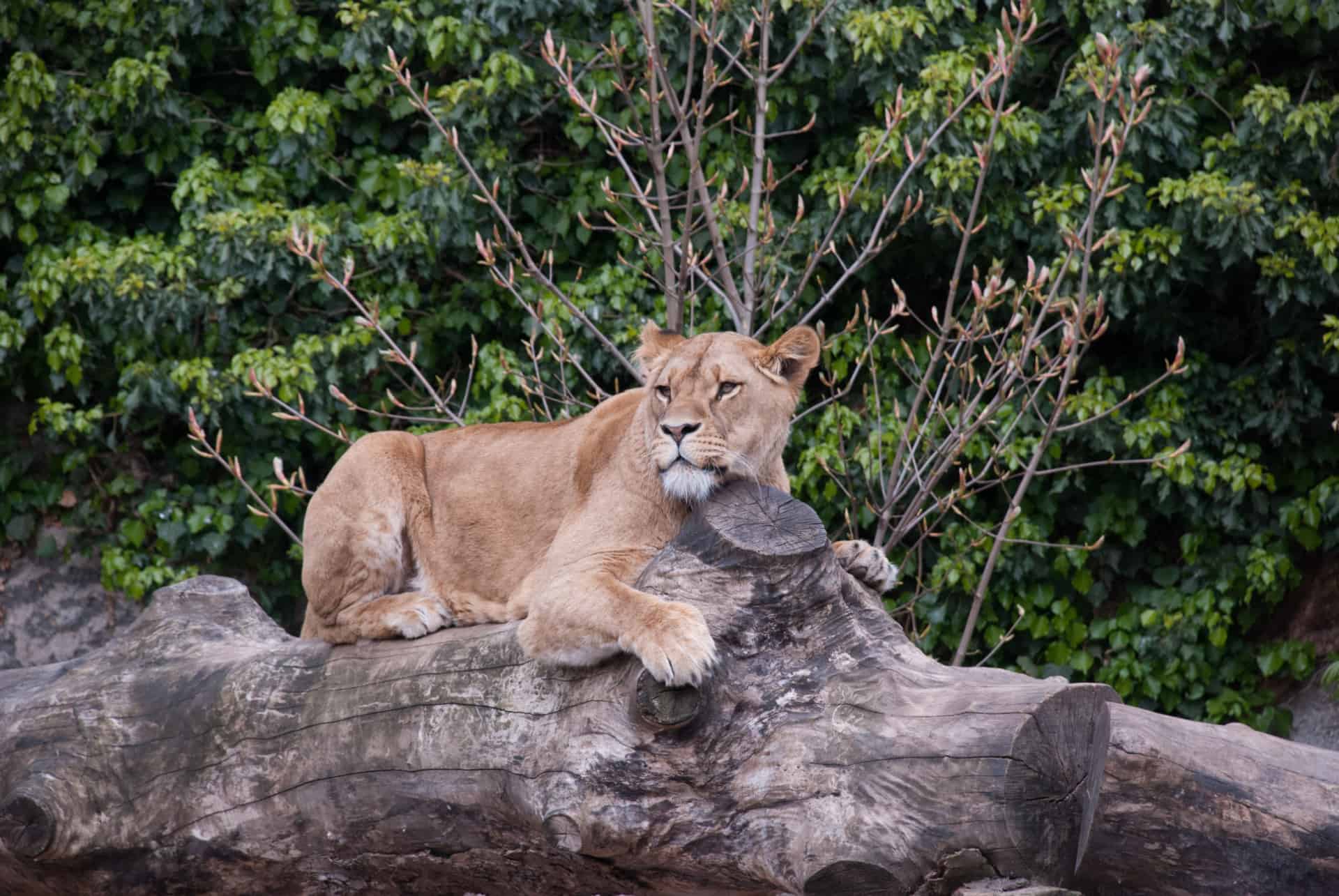 amsterdam en fevrier zoo