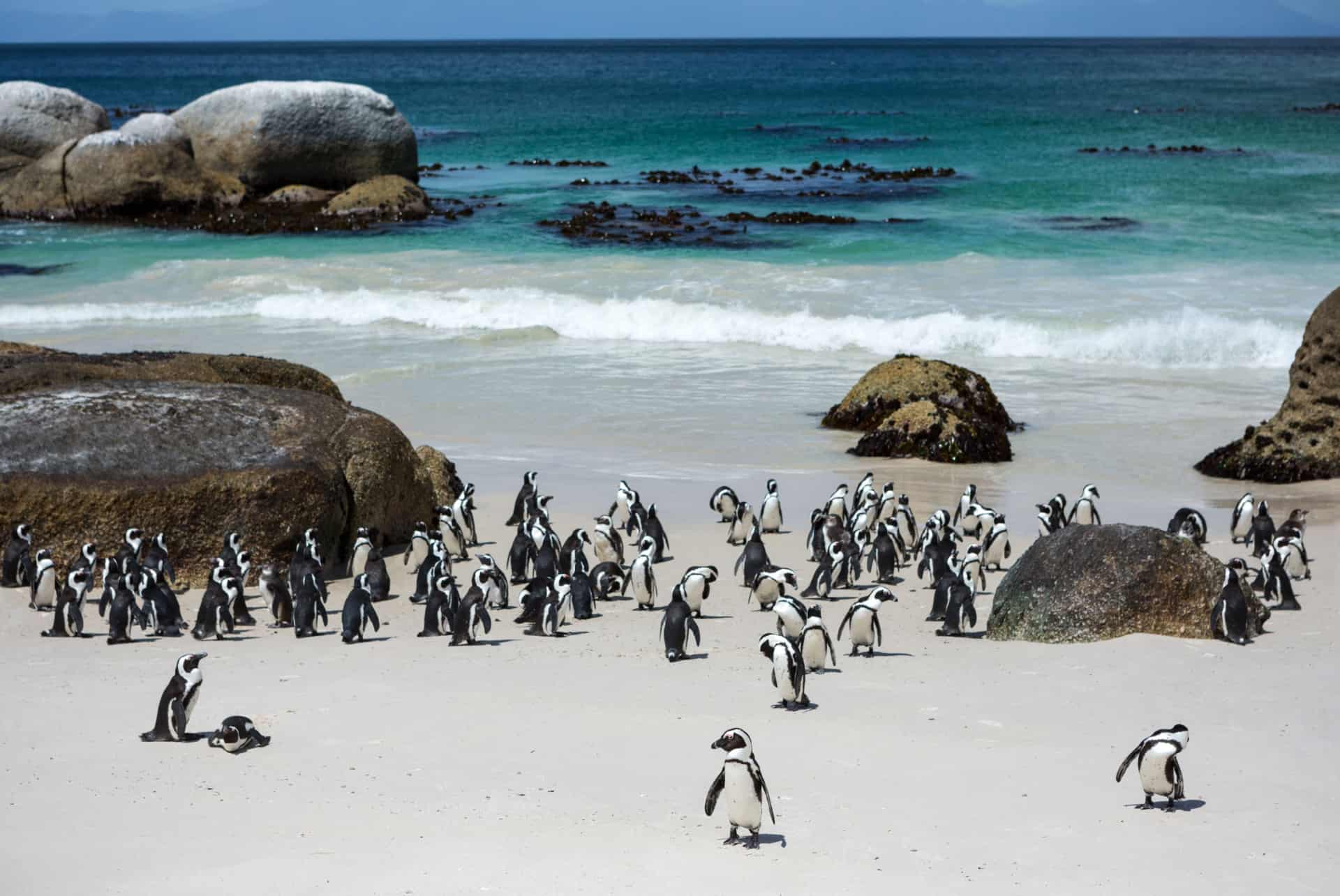 boulders beach afrique du sud