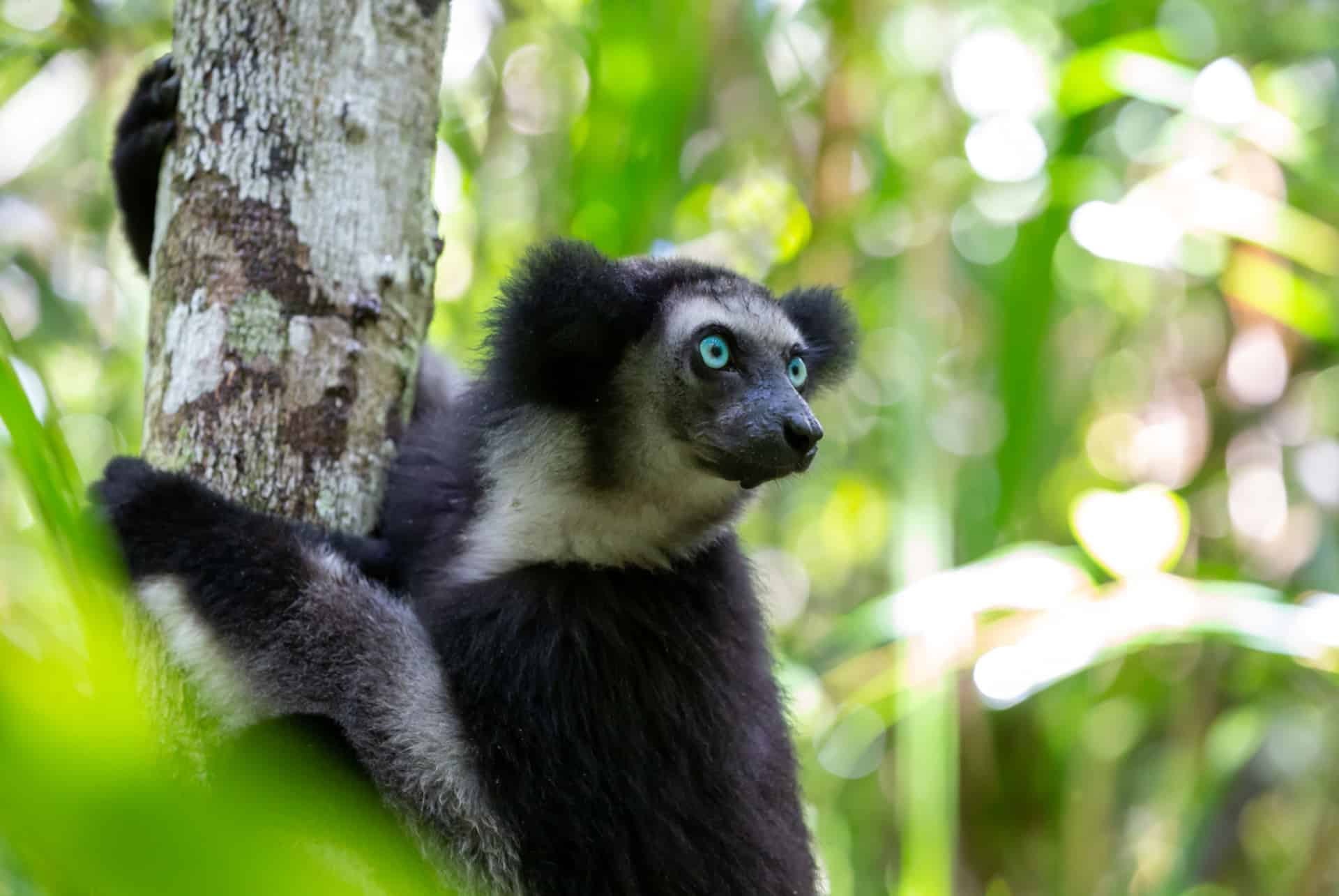 citronnier indri