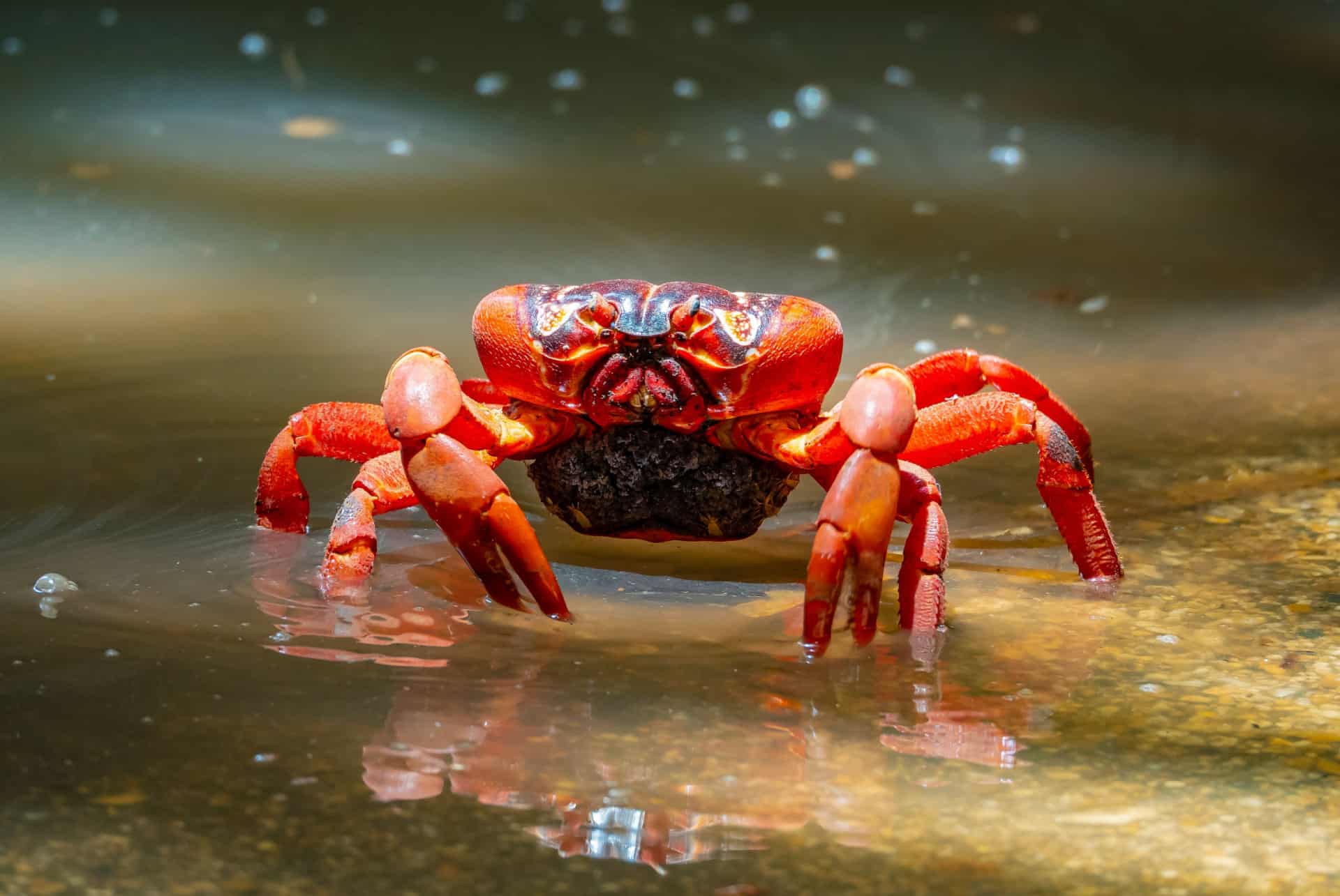 crabe rouge christmas island