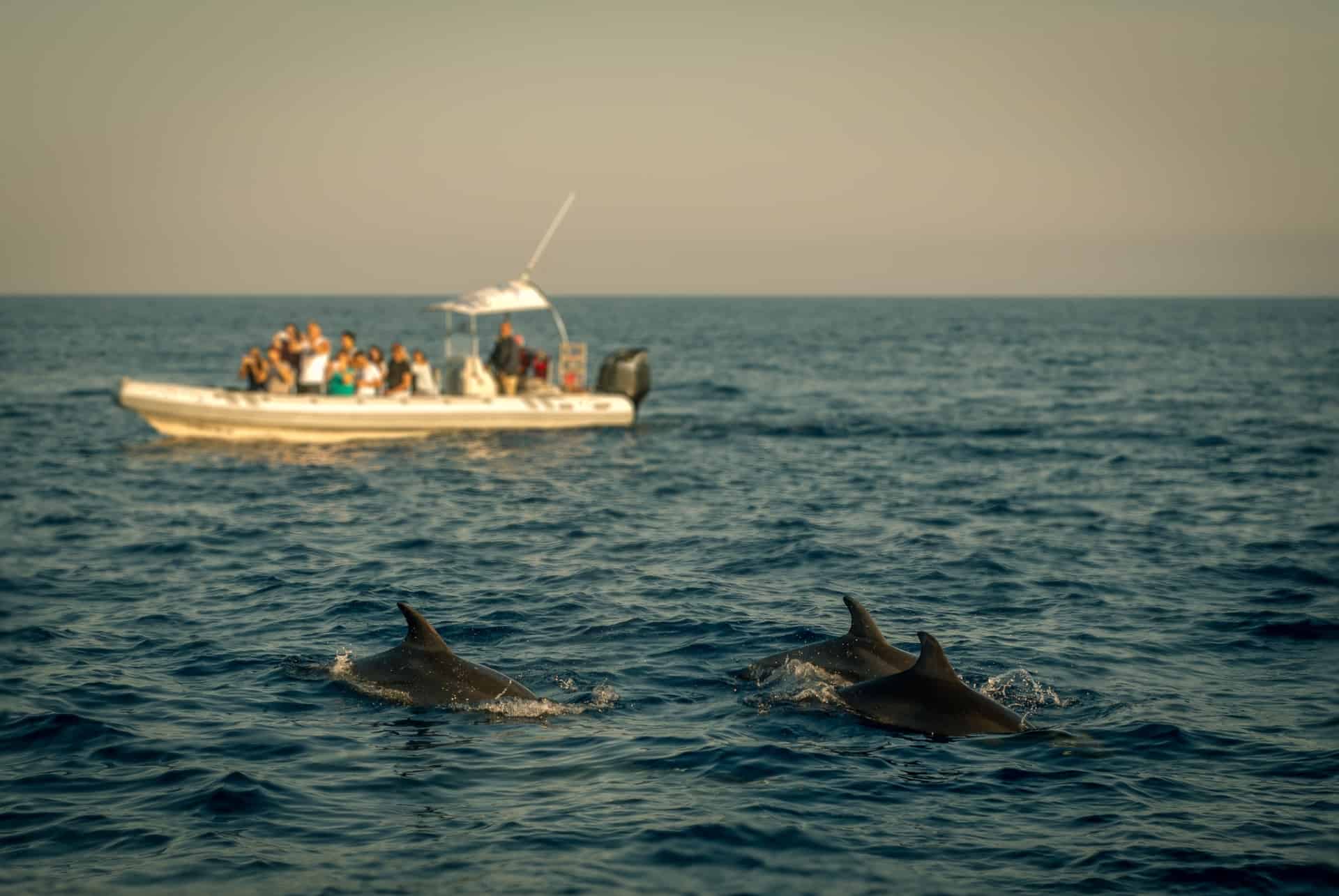 dauphins a majorque