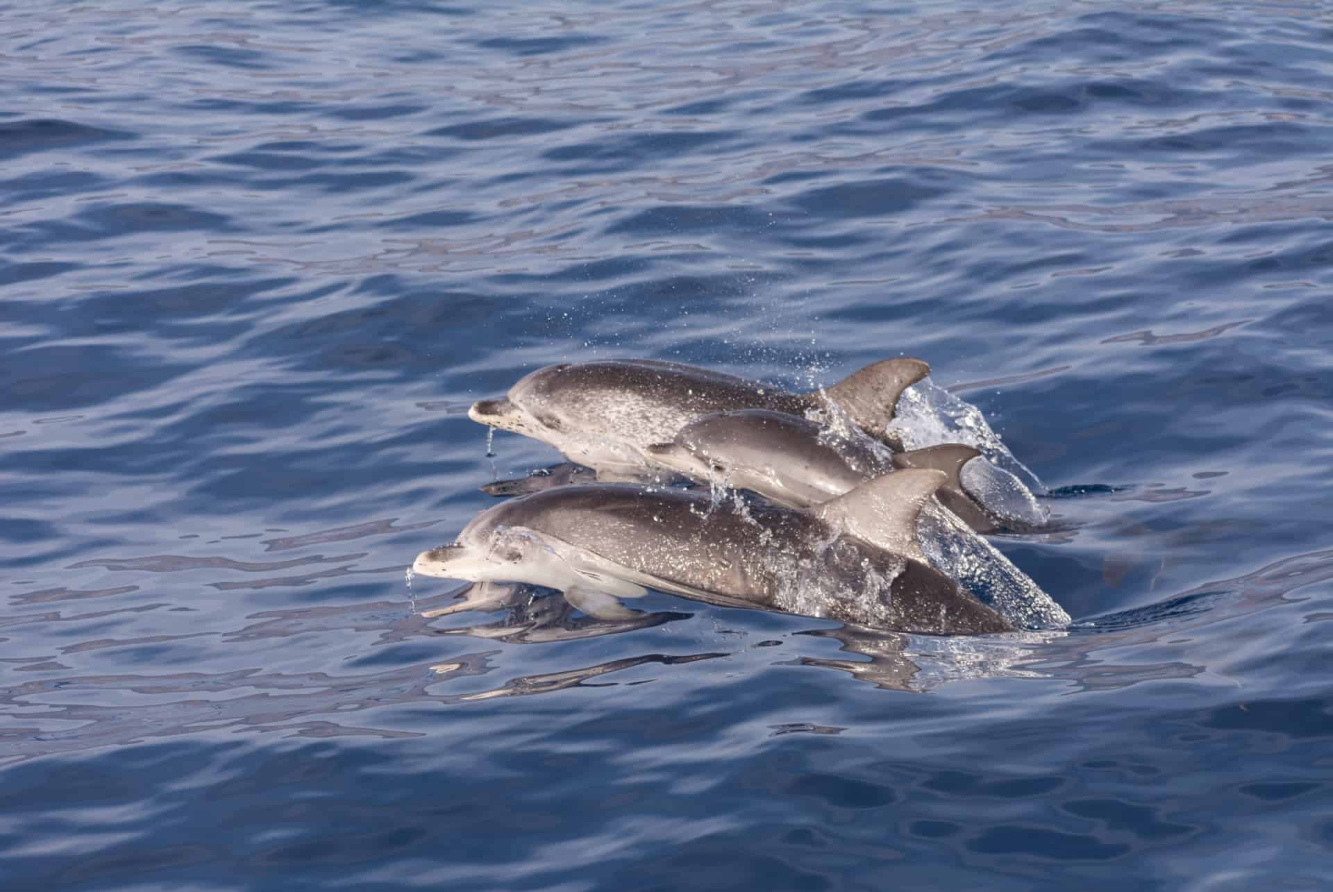 dauphins a tenerife