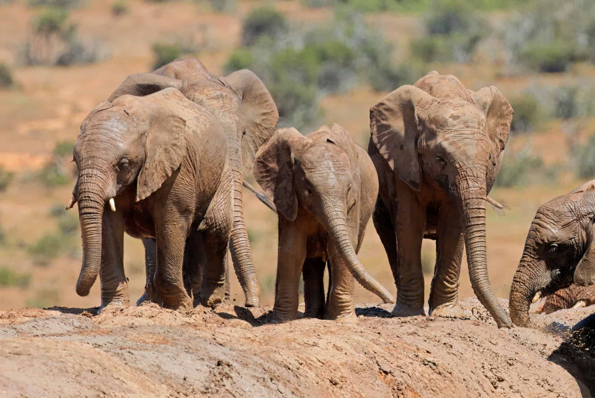 elephants parc national addo