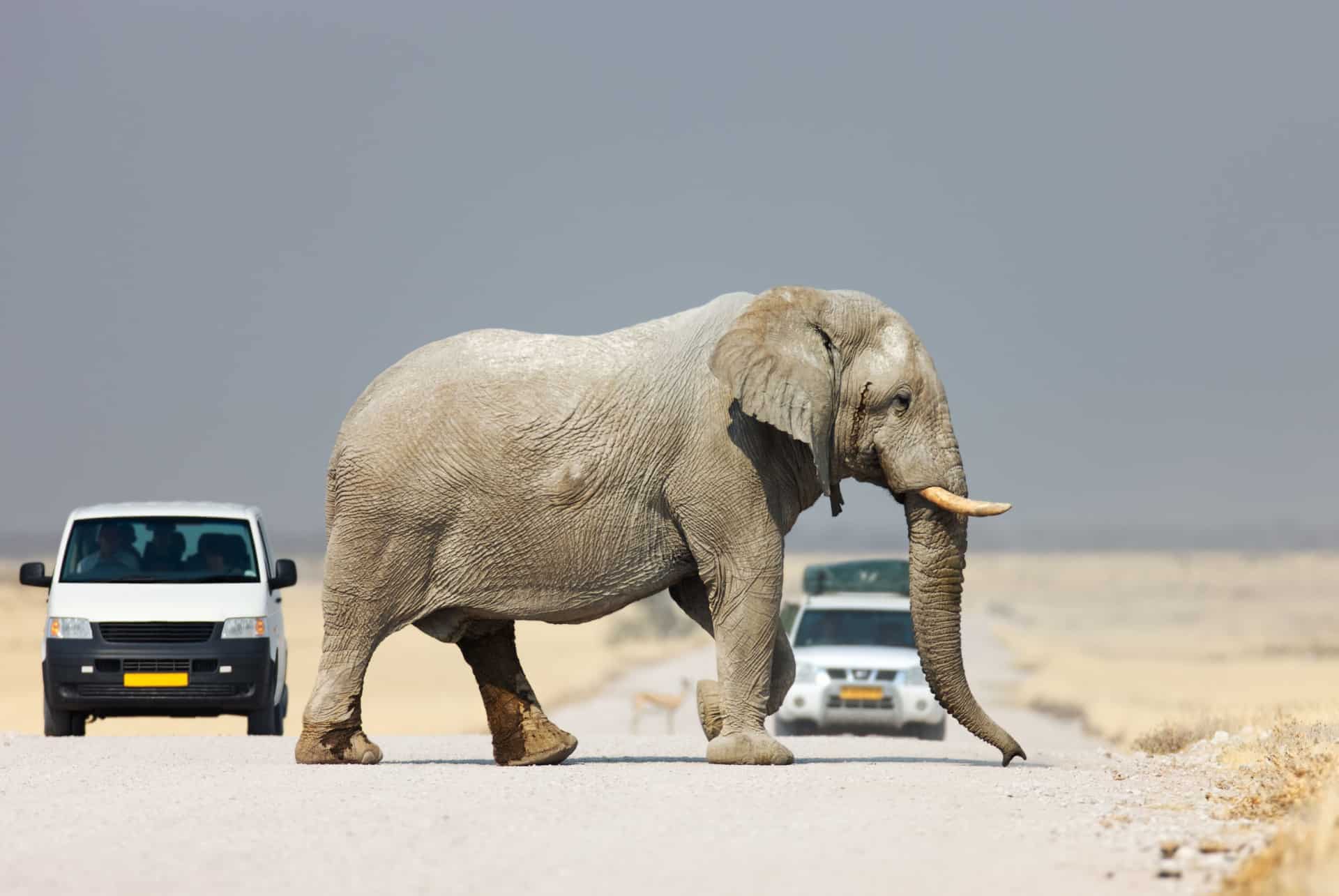 etosha