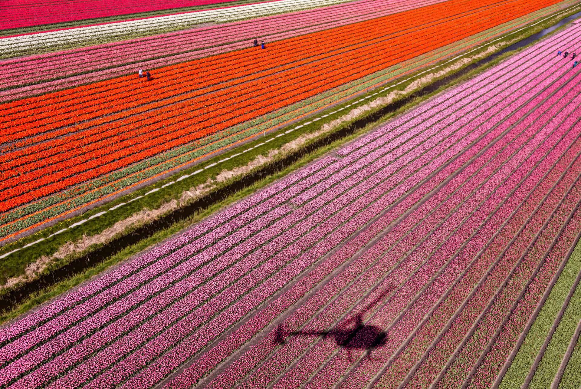 helicoptere champs de tulipe hollande