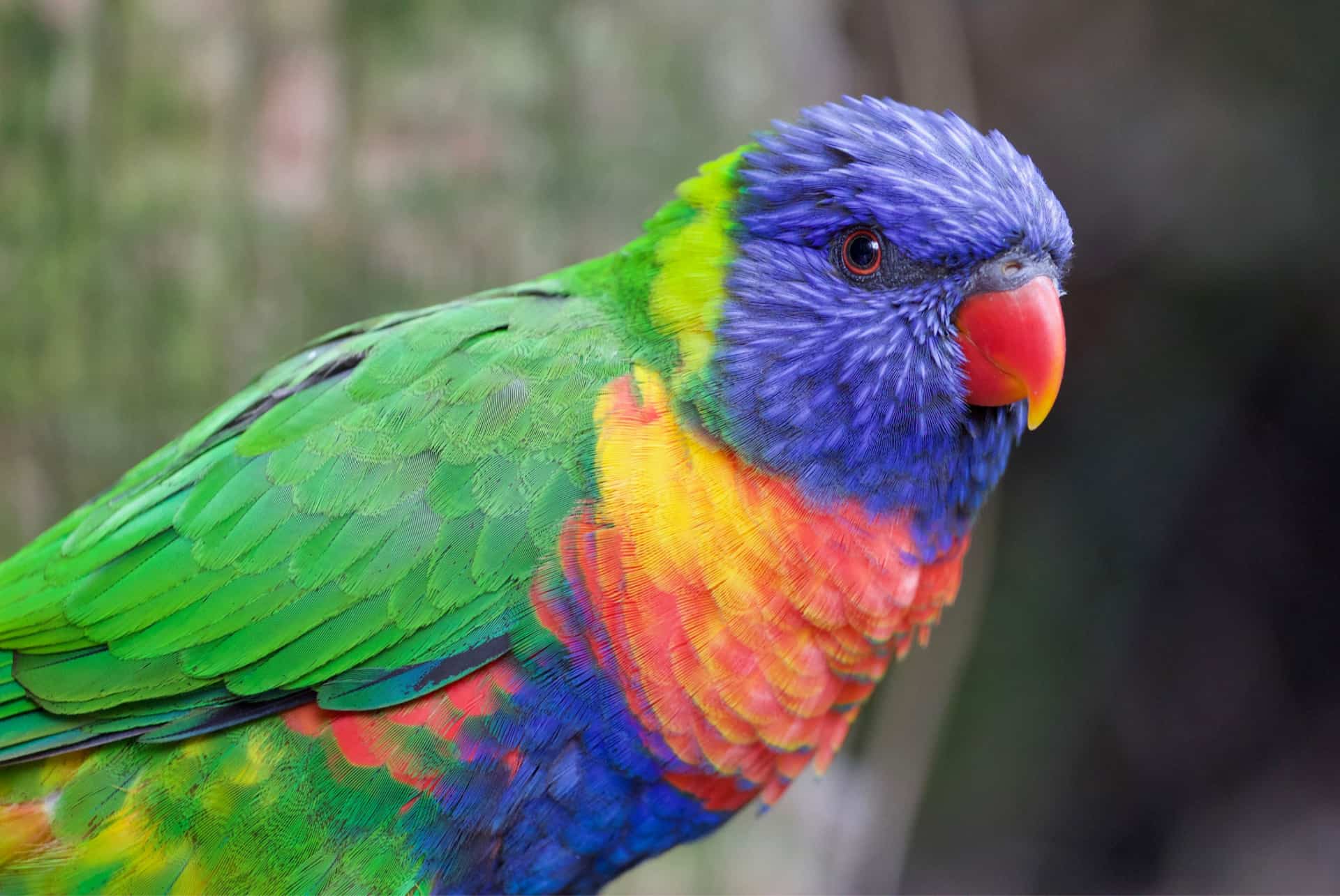 loro parque