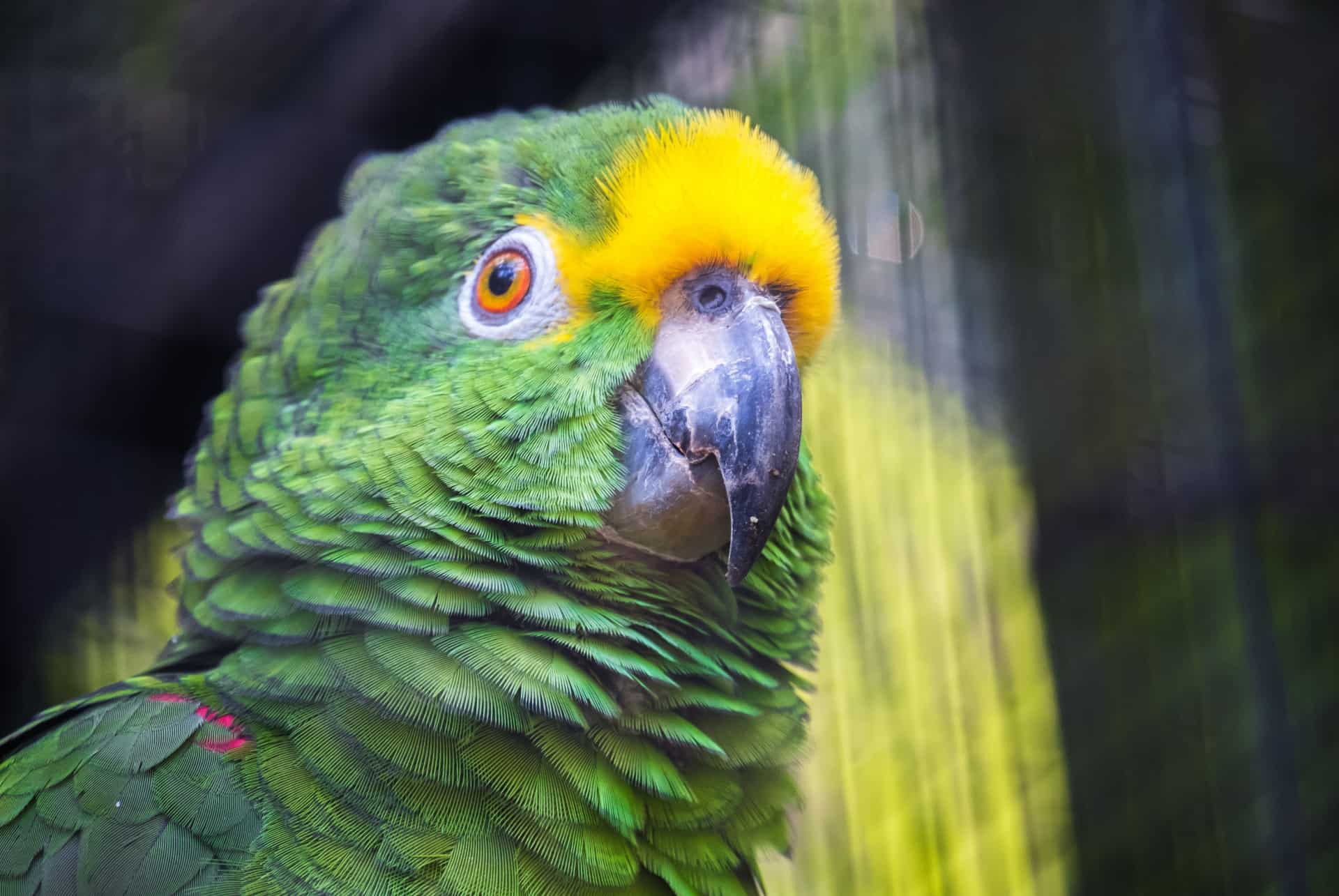 loro parque tenerife