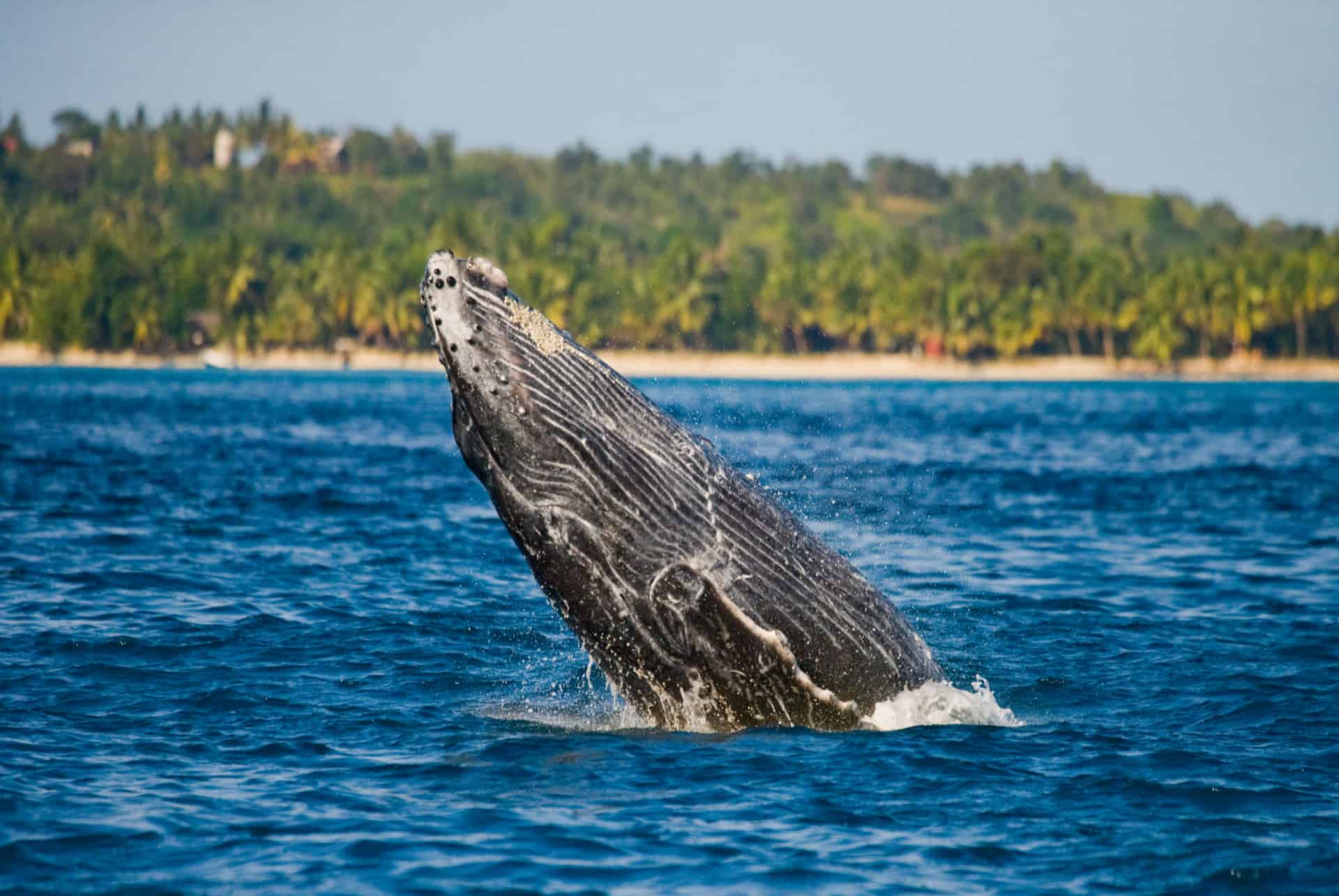 observation baleines a madagascar