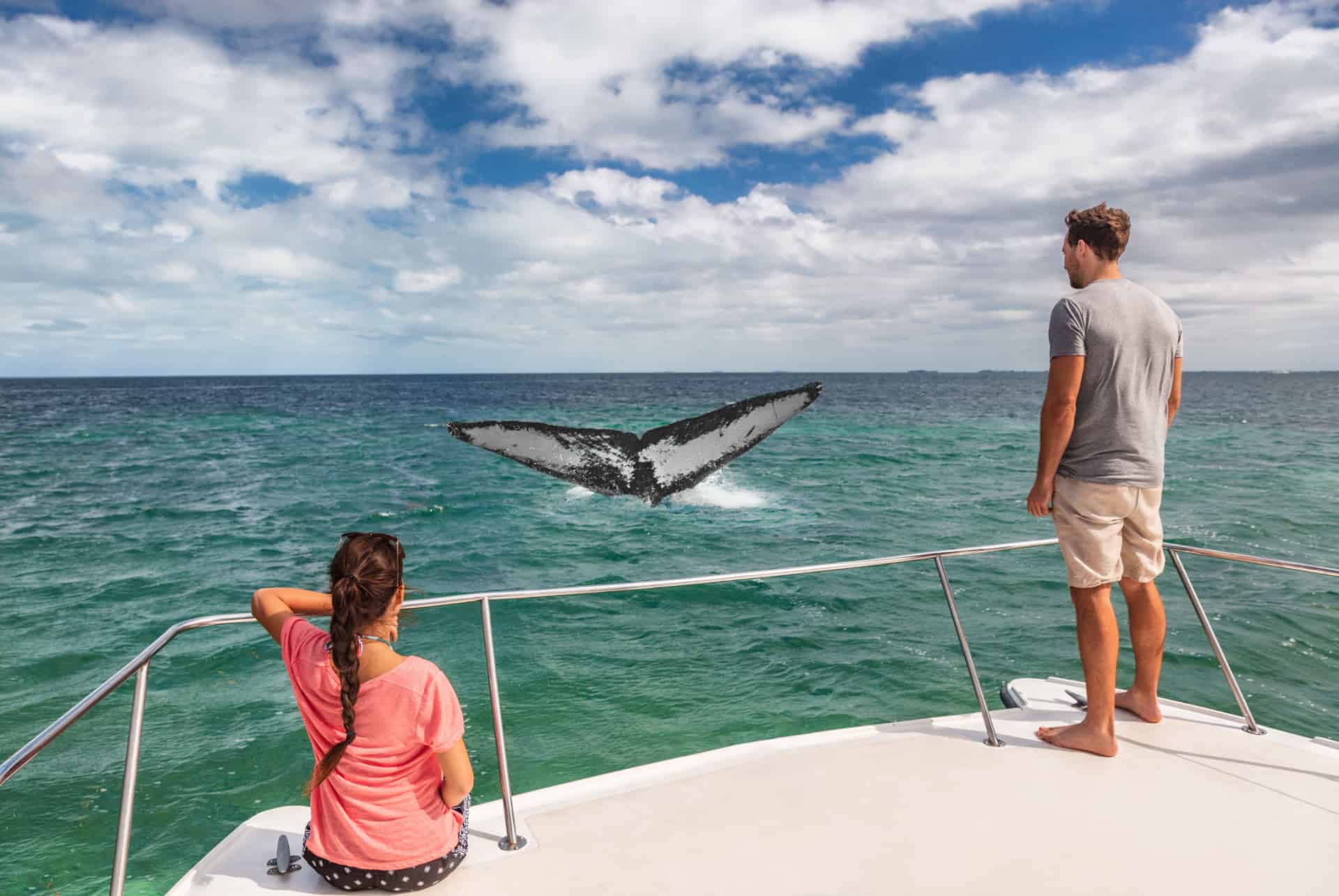 observation des baleines a hermanus