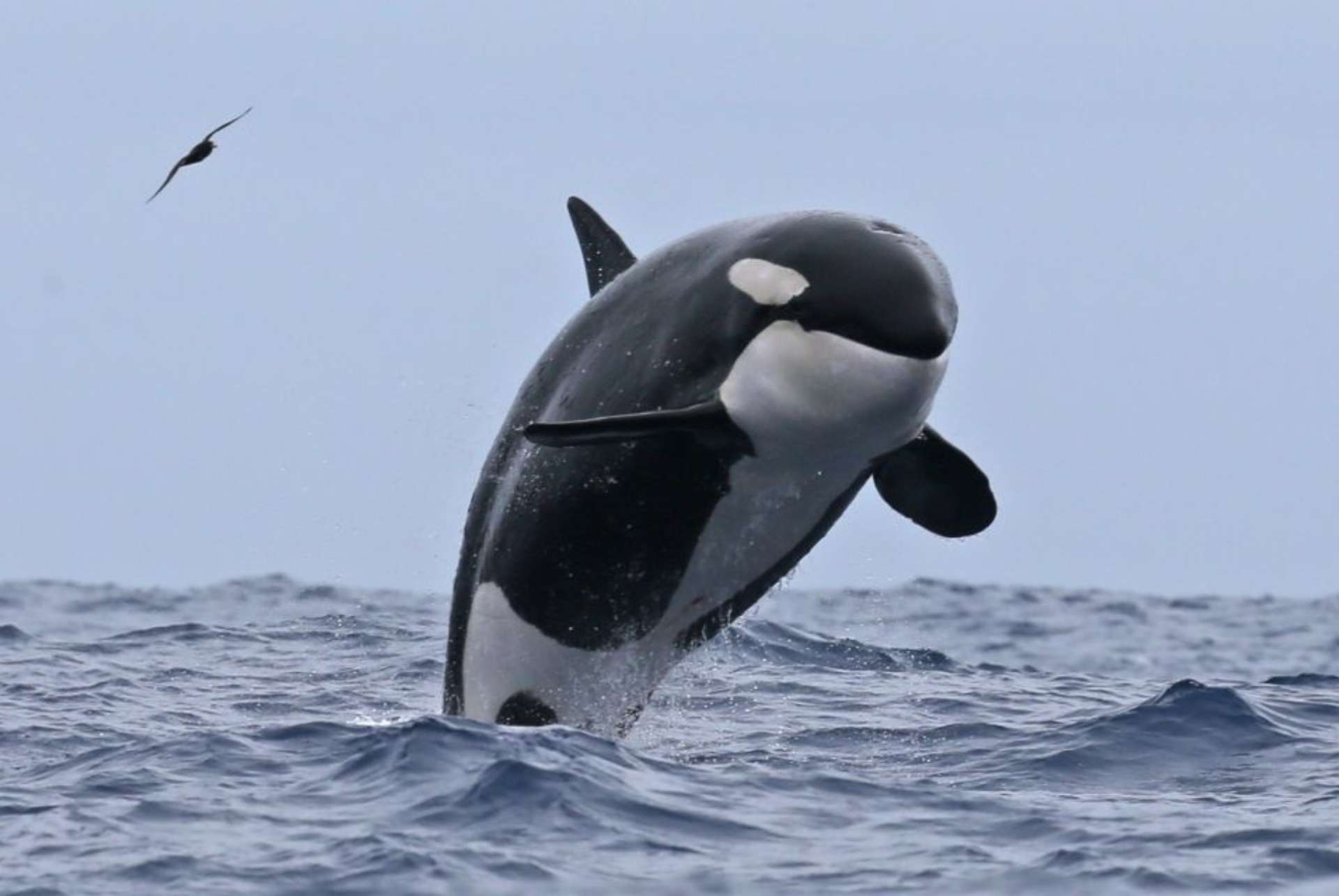 orques dans la baie de bremer