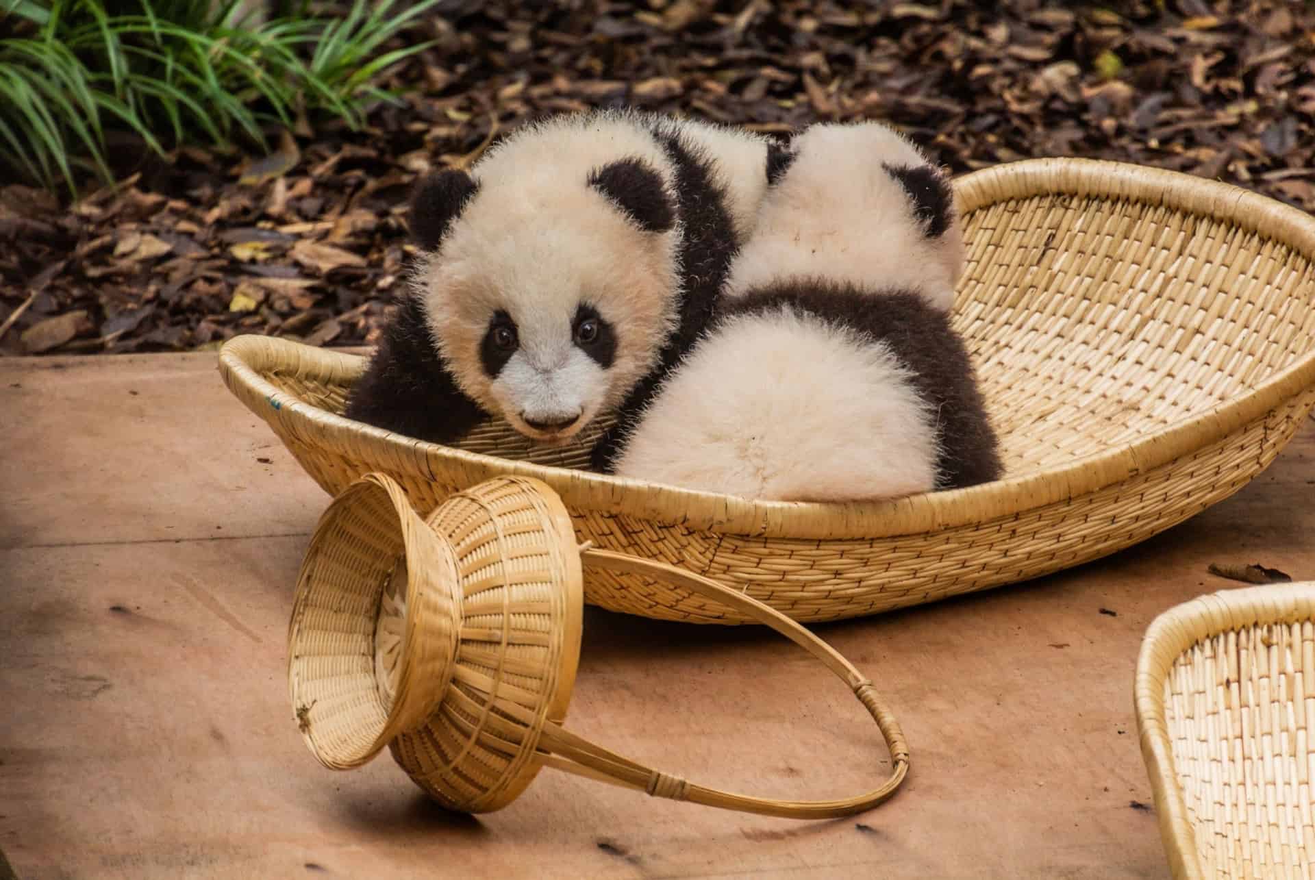 panda geant chengdu que faire chine