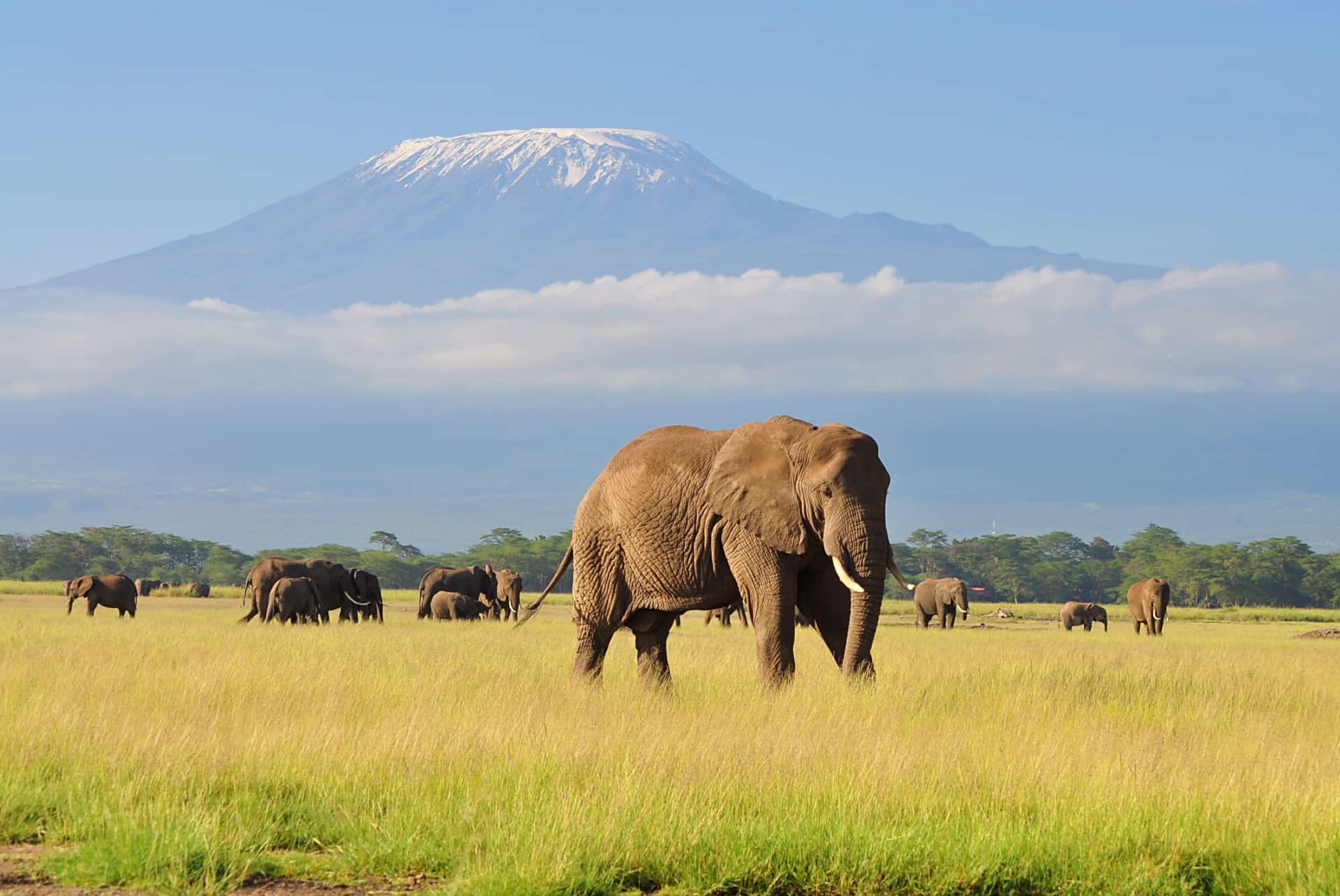 parc national du kilimandjaro tanzanie