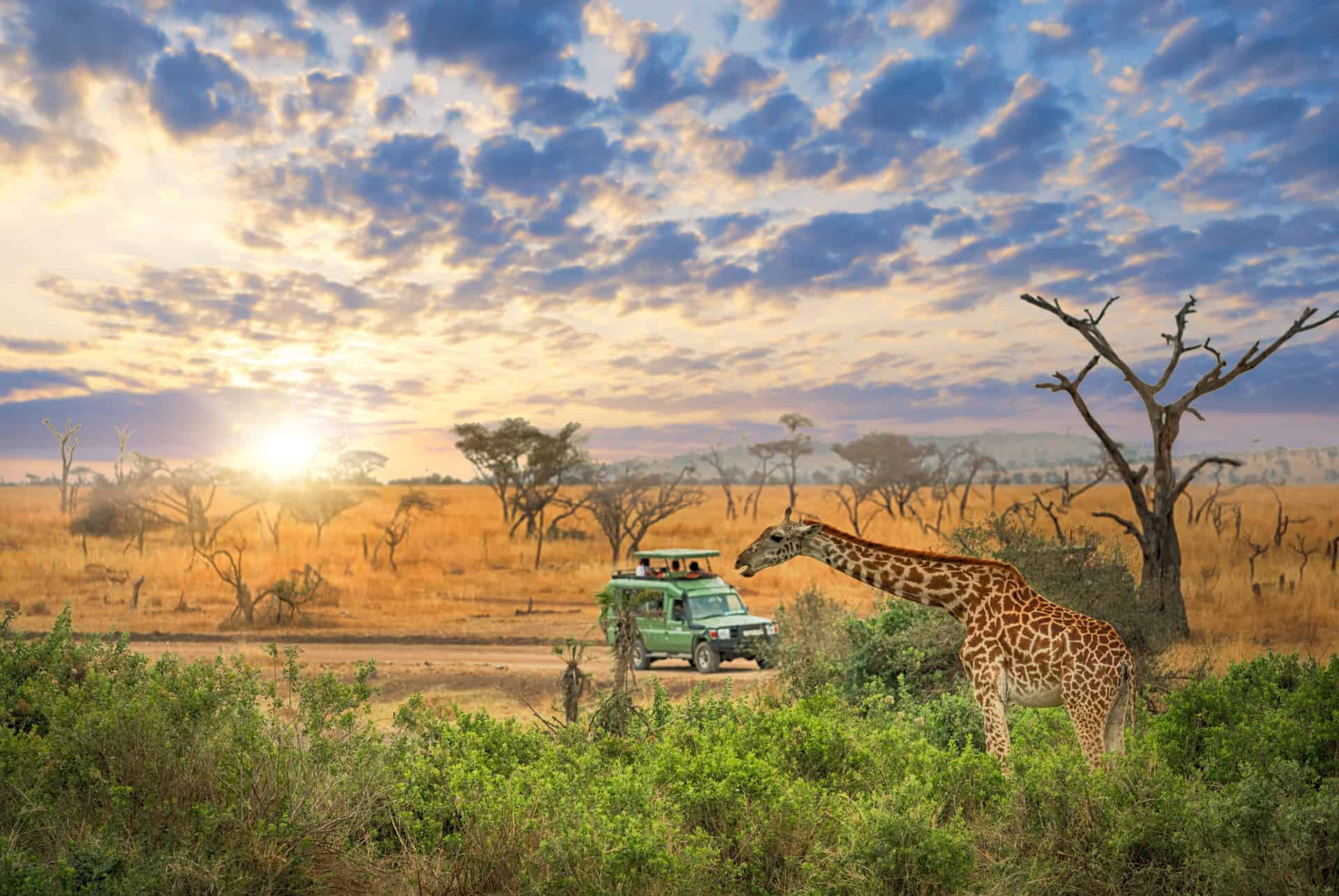 tanzanie ou afrique du sud parc national du serengeti