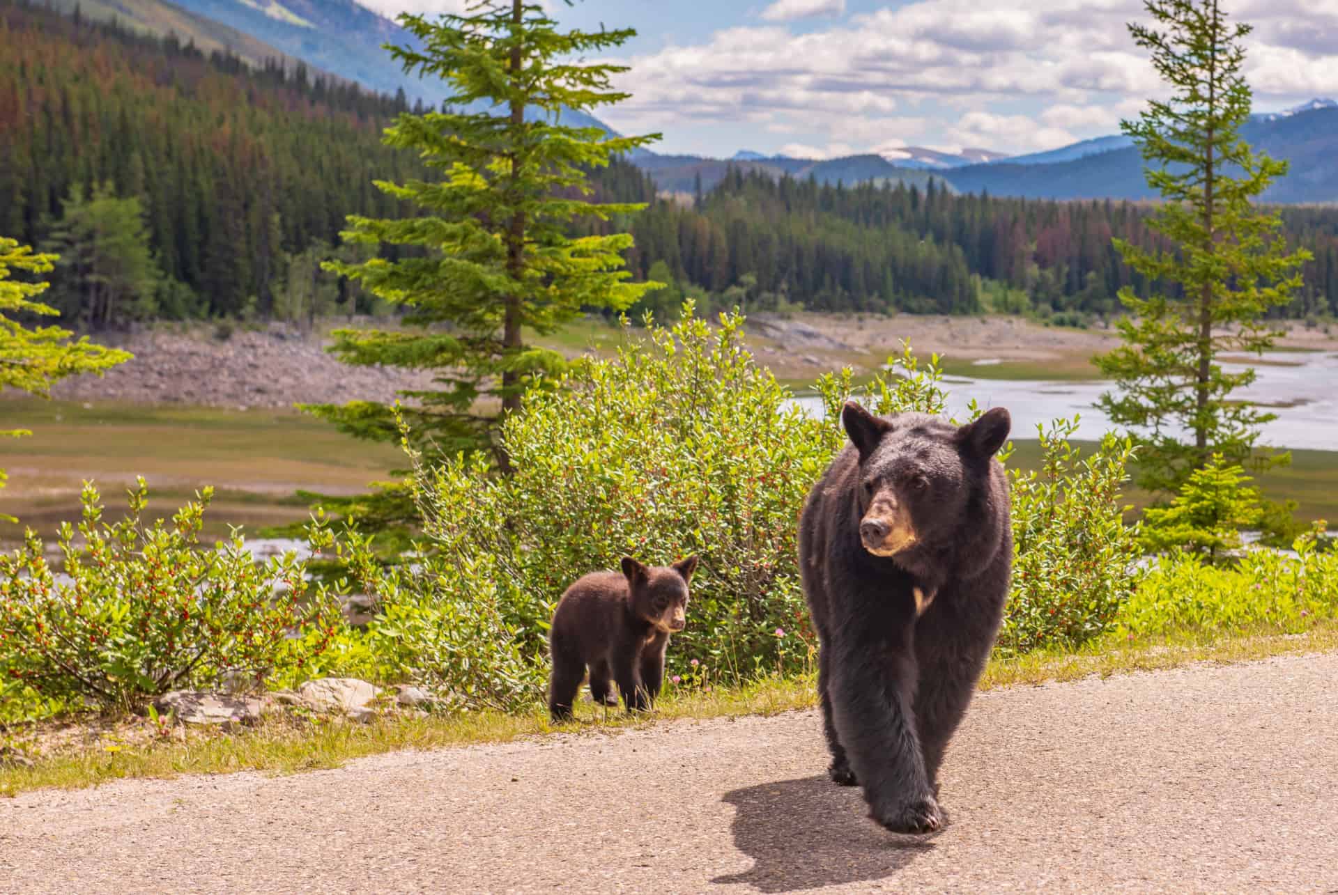 parc national jasper canada