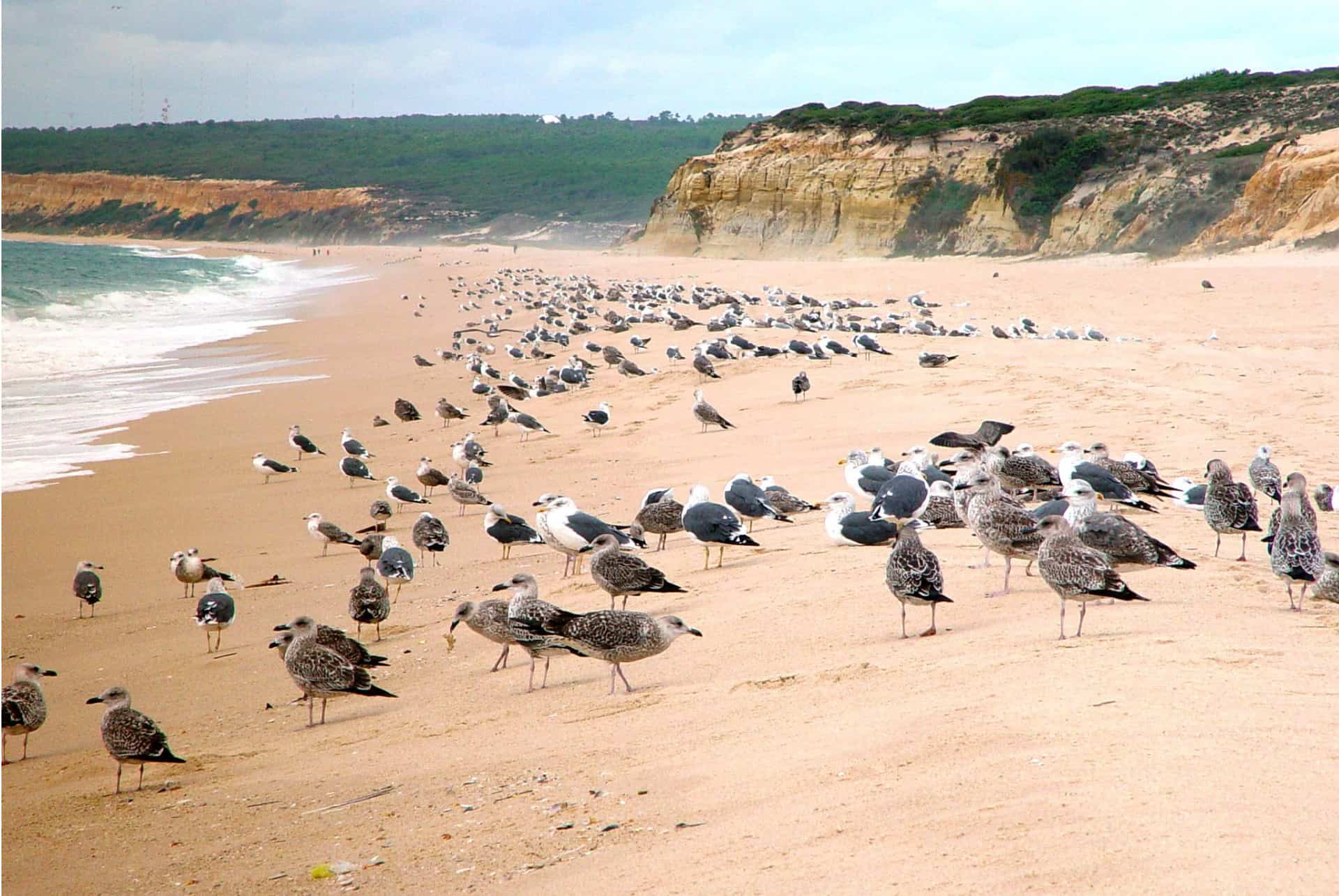 plage de meco portugal