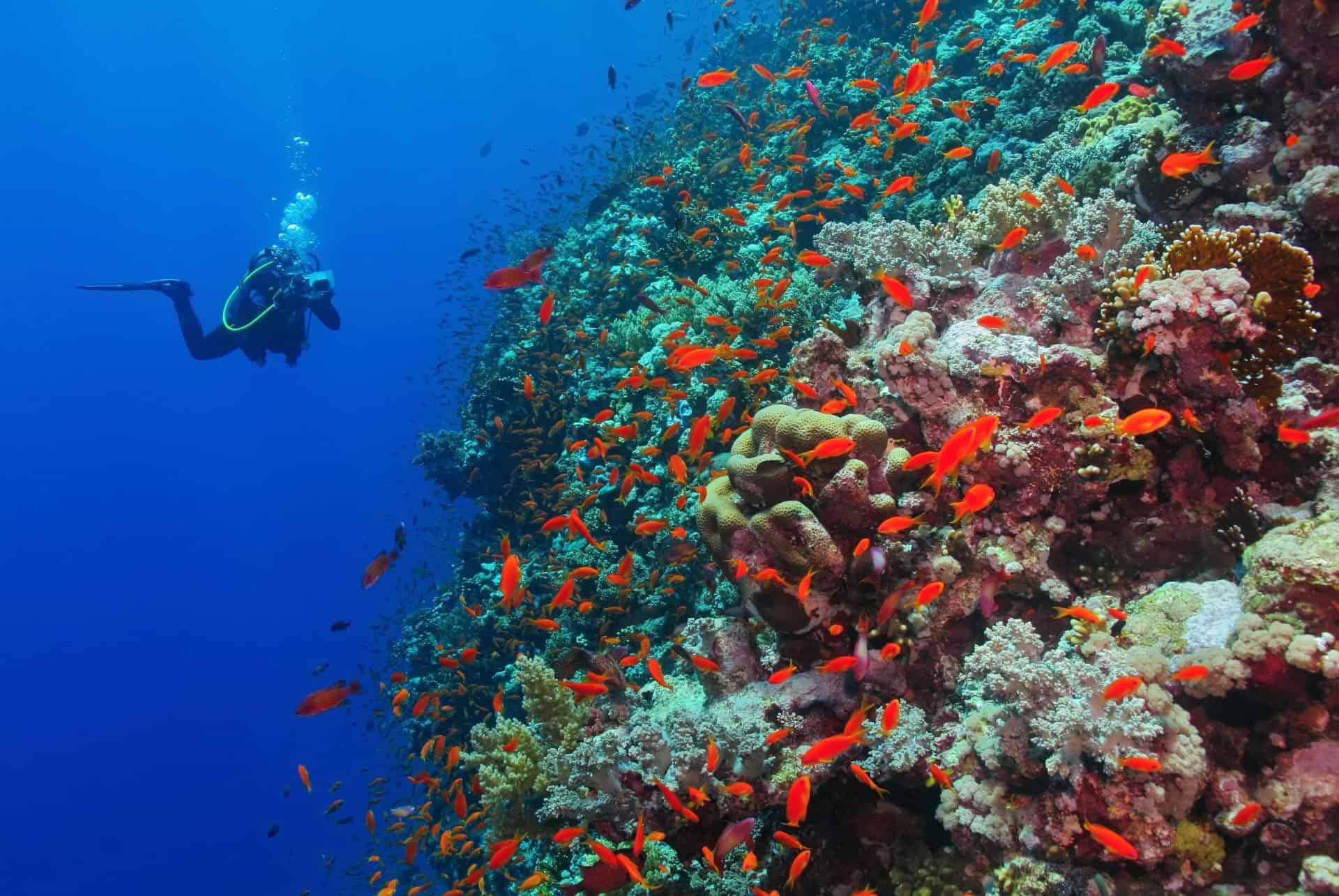 plongee sous marine a zanzibar