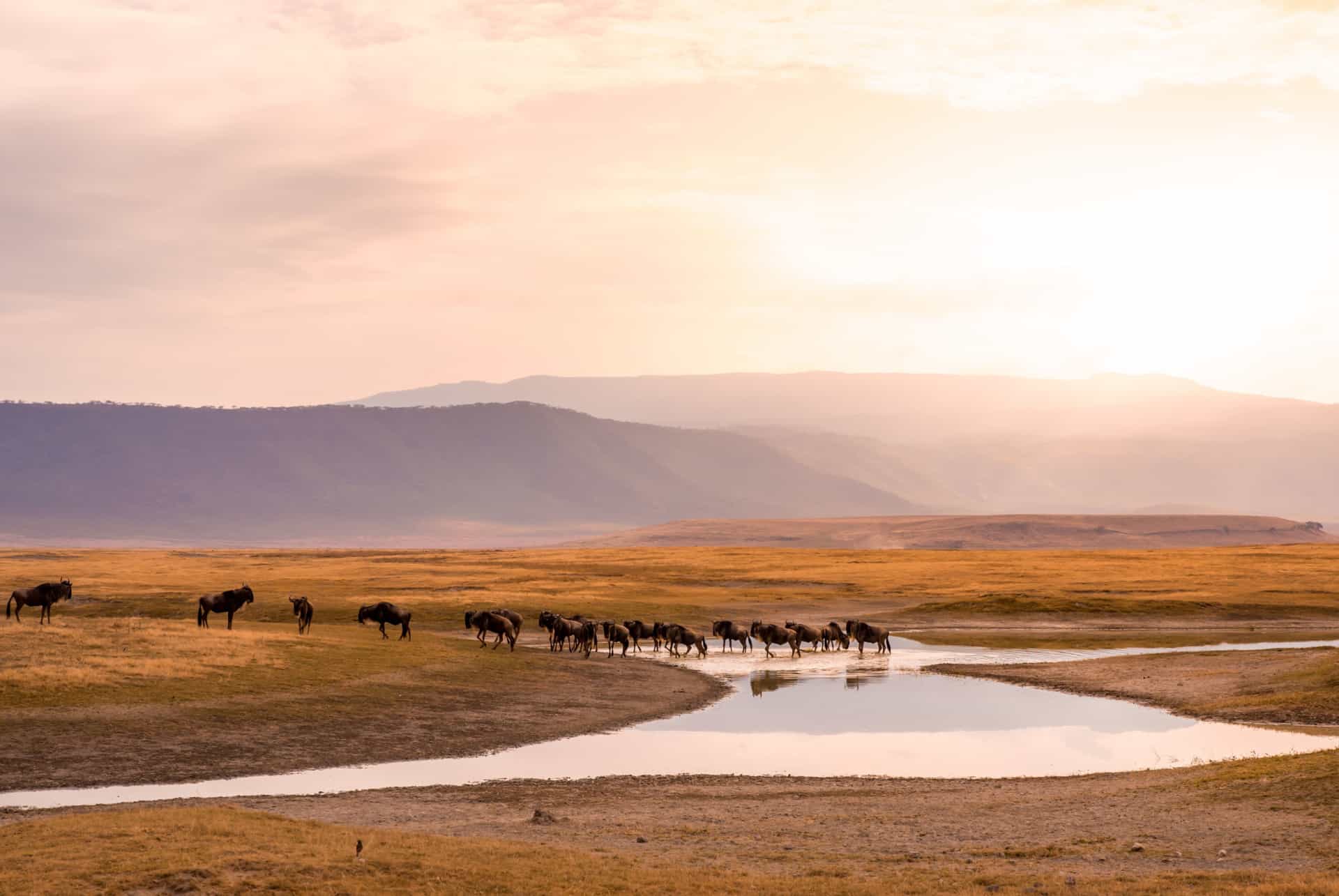 tanzanie ou afrique du sud