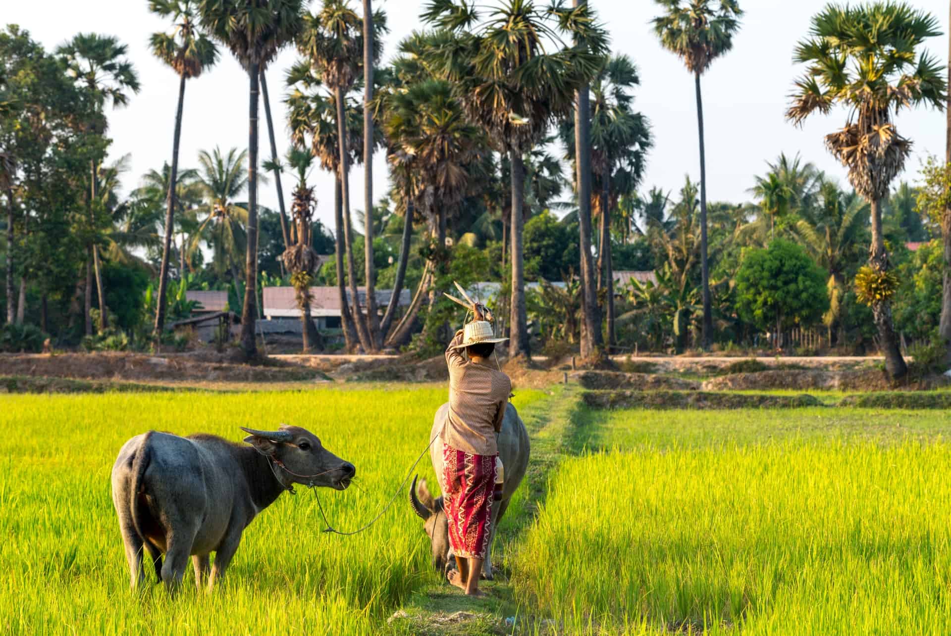 riziere que faire cambodge