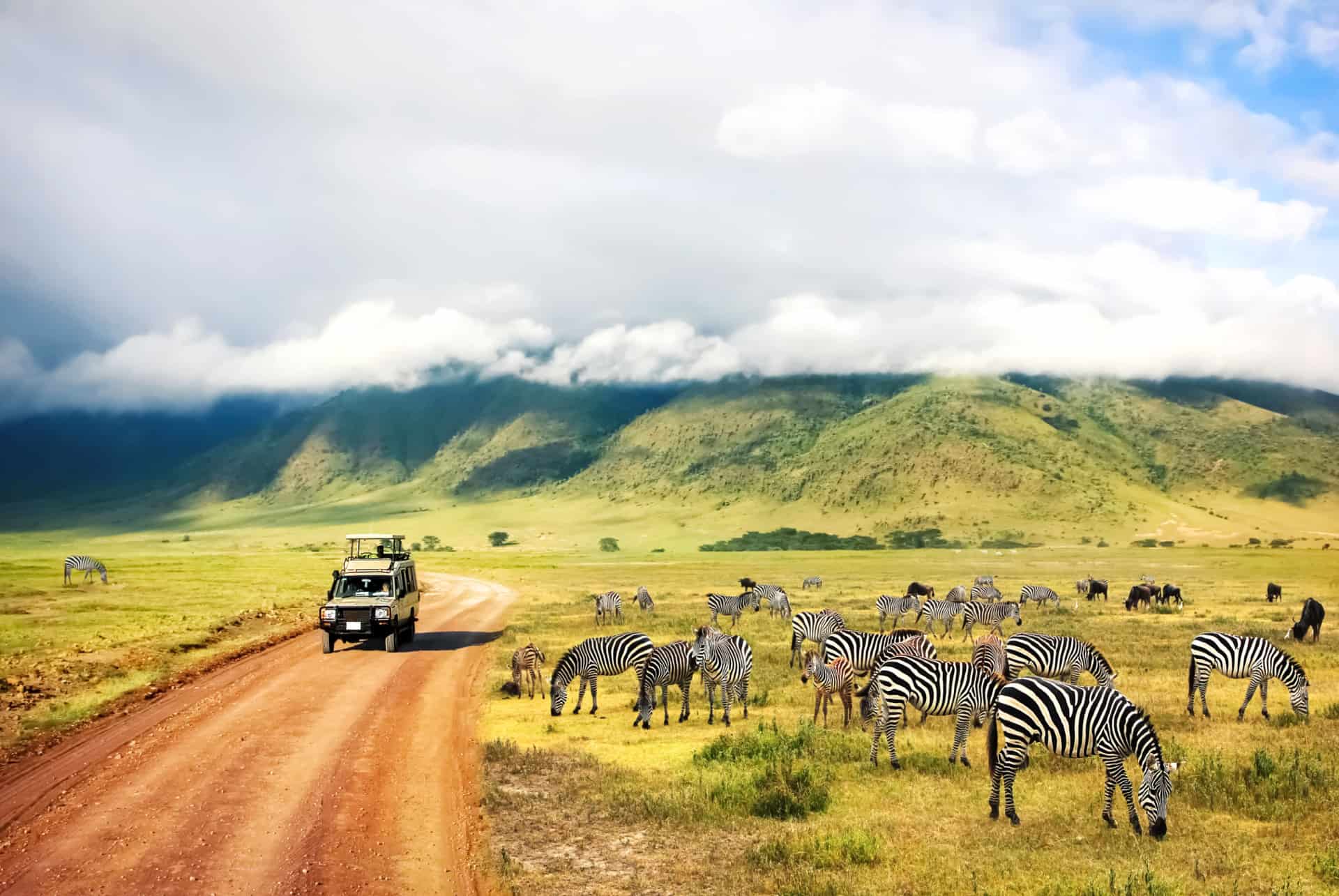 safari tanzanie zebres