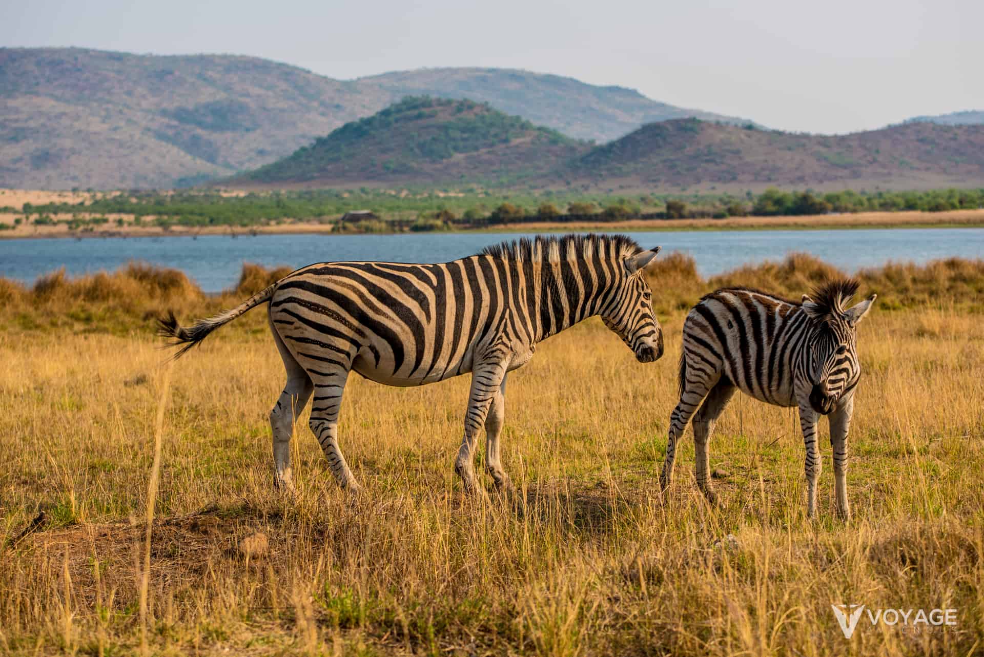 tanzanie ou afrique du sud activites