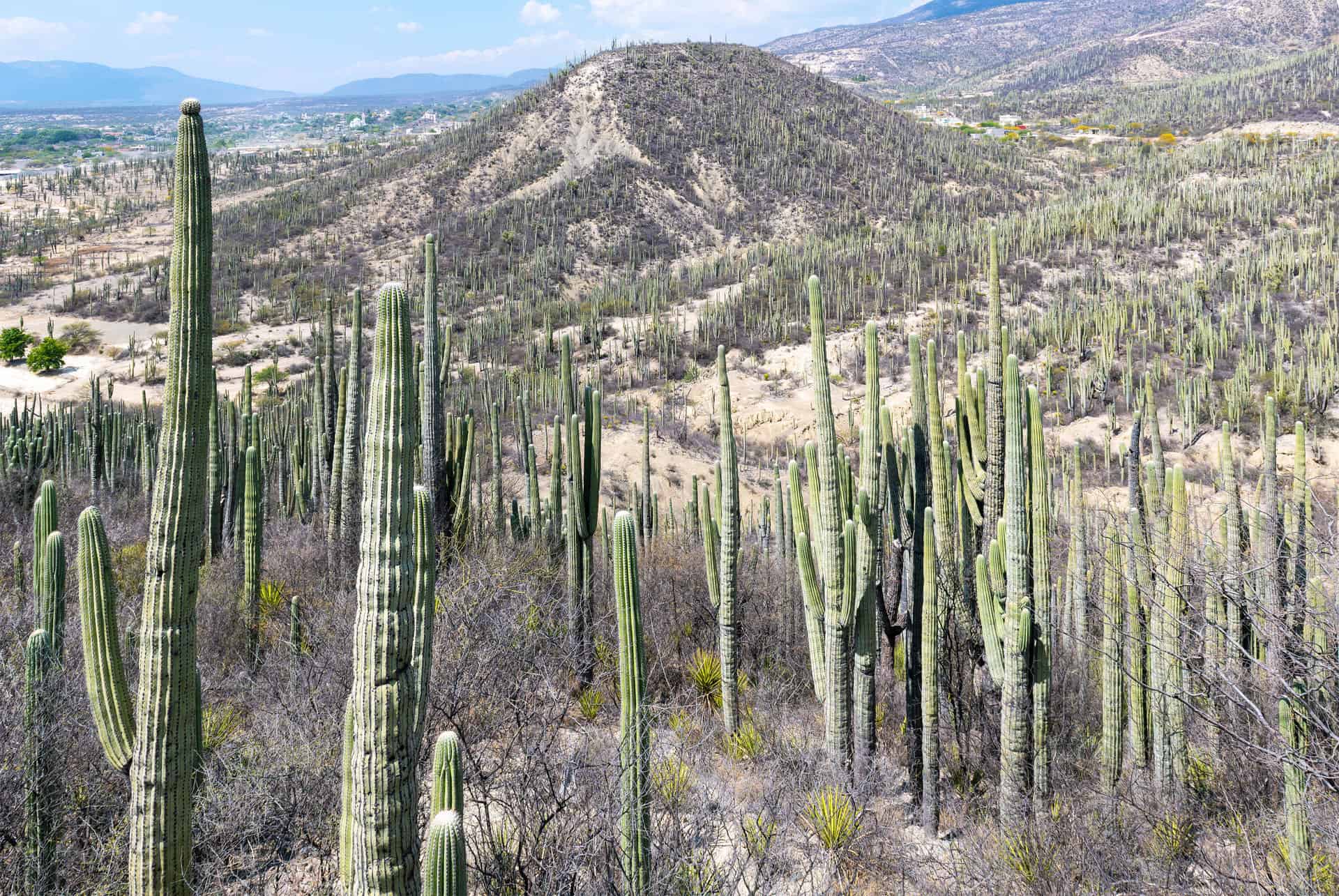 tehuacan