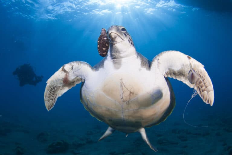Kayak et plongée avec les tortues de mer