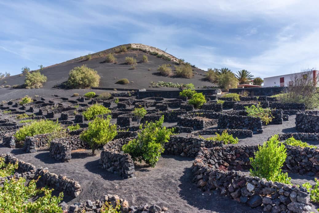 vin lanzarote