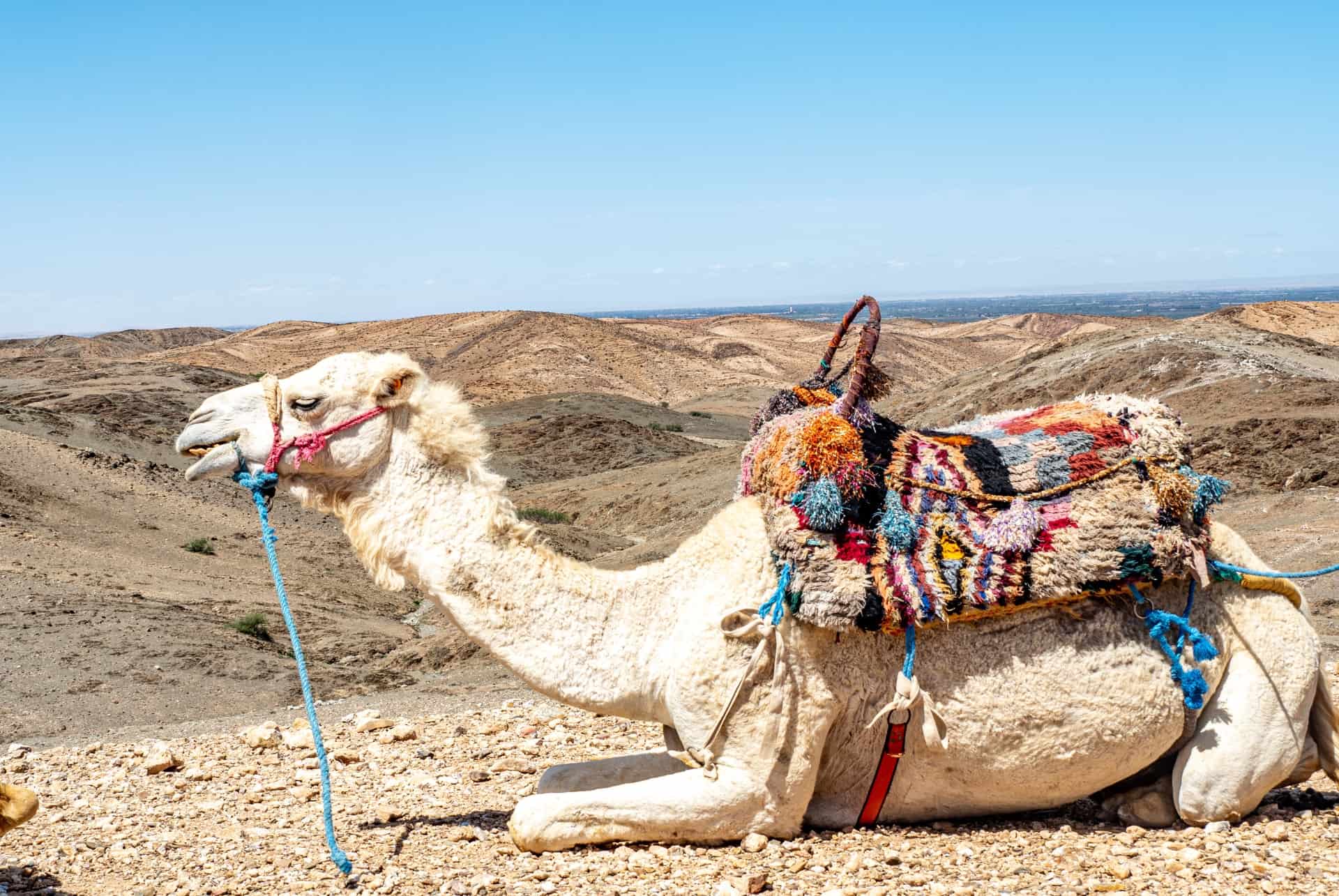 visiter le desert agafay chameau