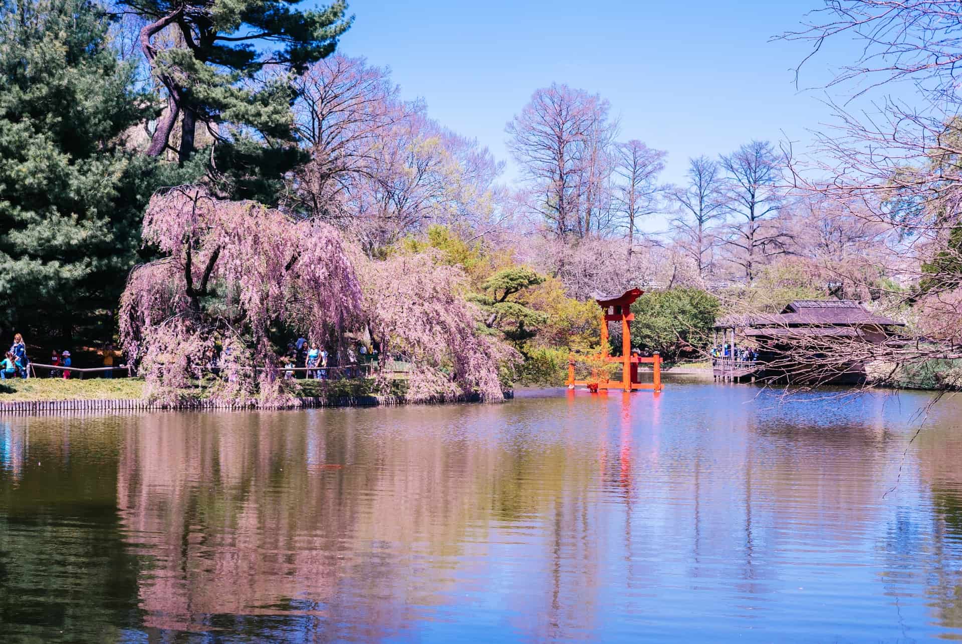 jardin japonais brooklyn botanic garden
