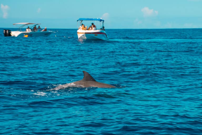 Sortie en hors-bord et nage avec les dauphins