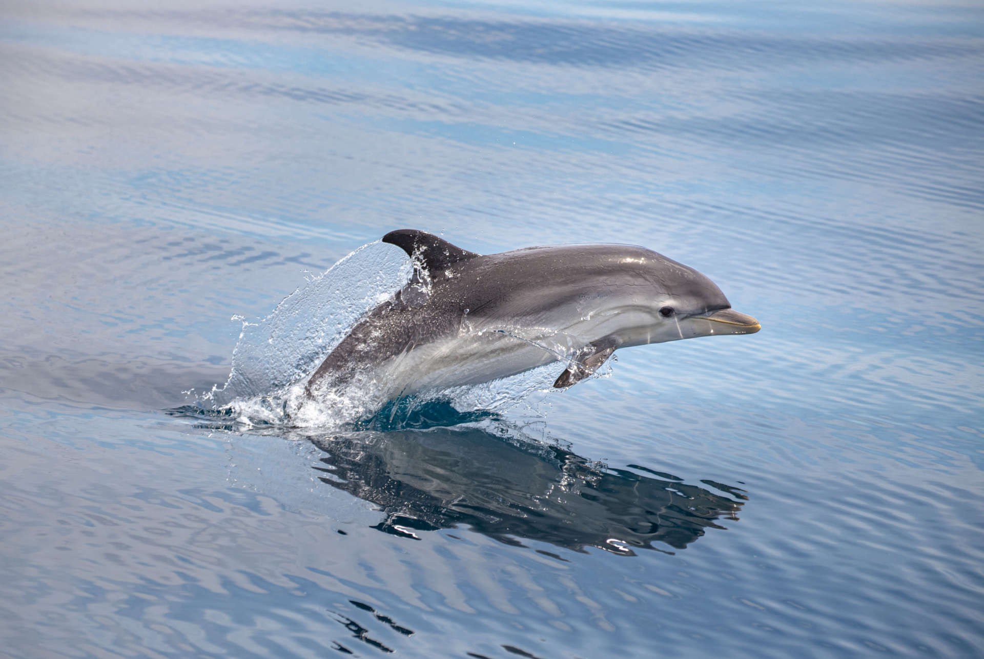 observation dauphin sardaigne