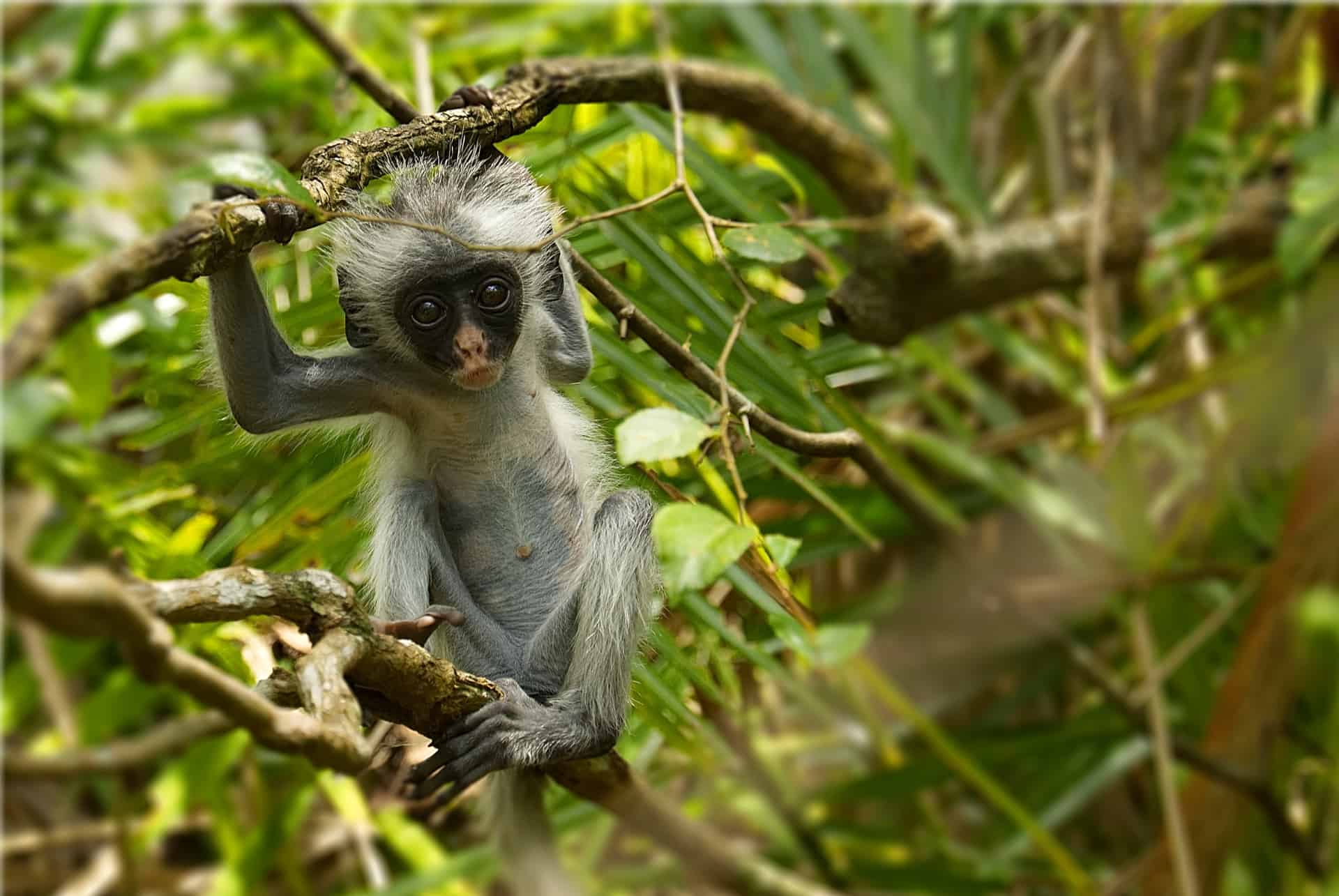 parc jozani zanzibar