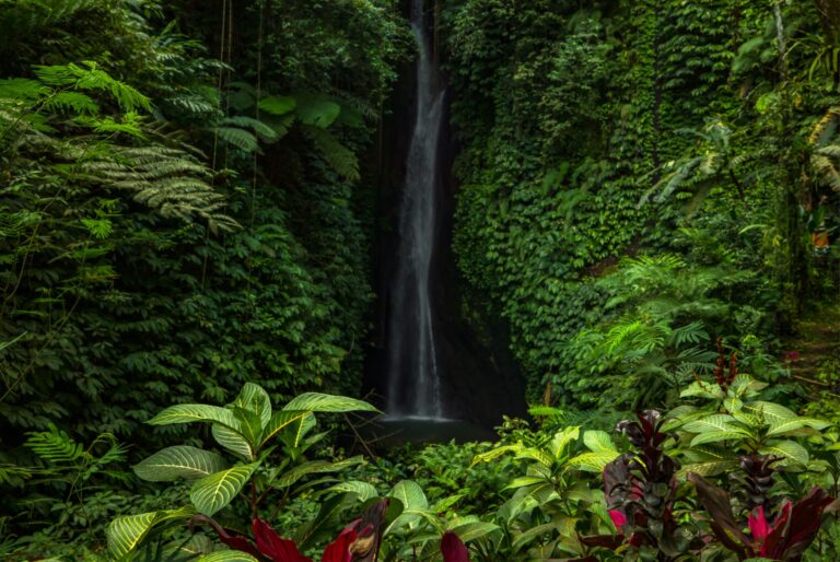 Monkey Forest et chutes de Leke-Leke