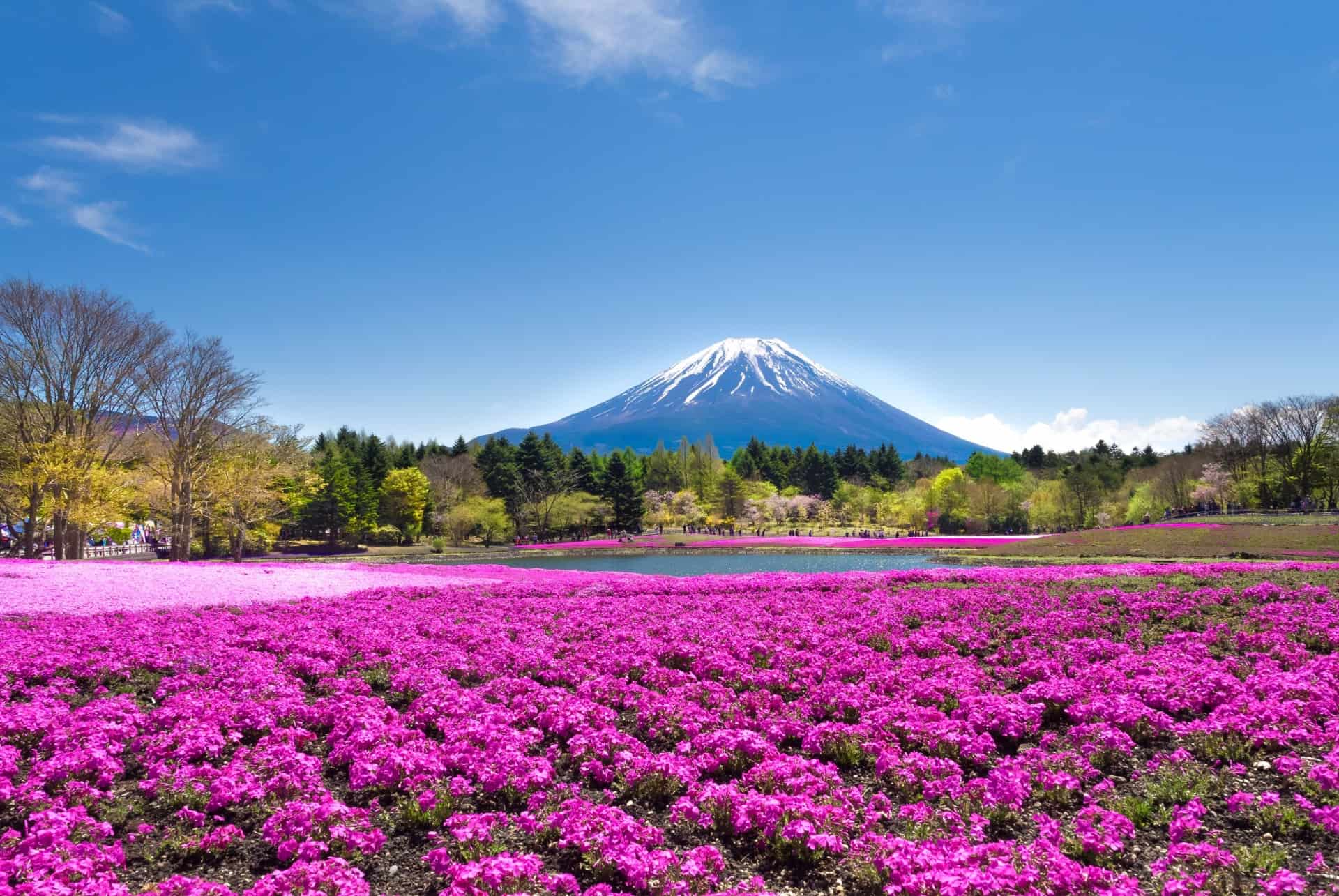 excursion mont fuji printemps