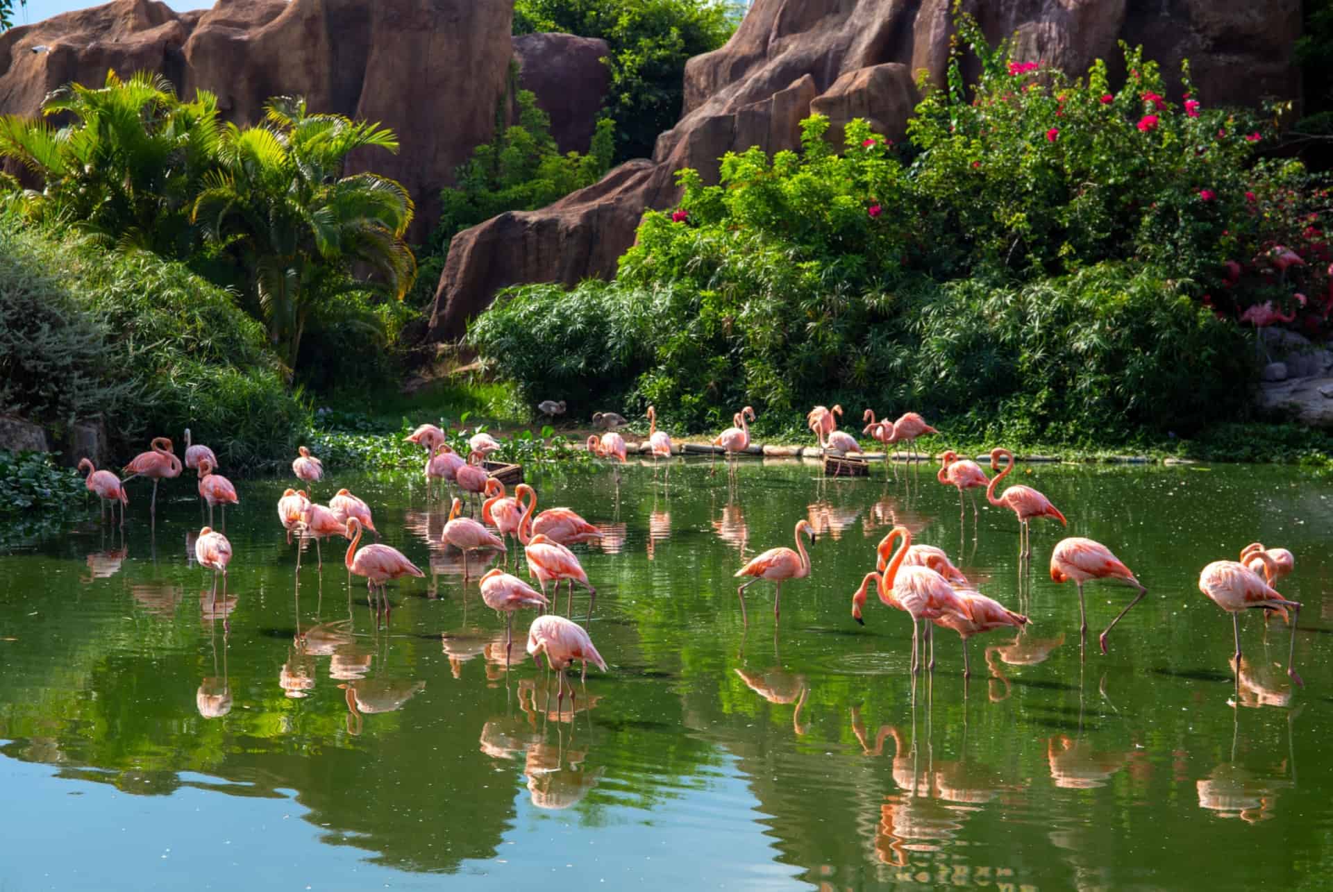 flamants roses aux bahamas