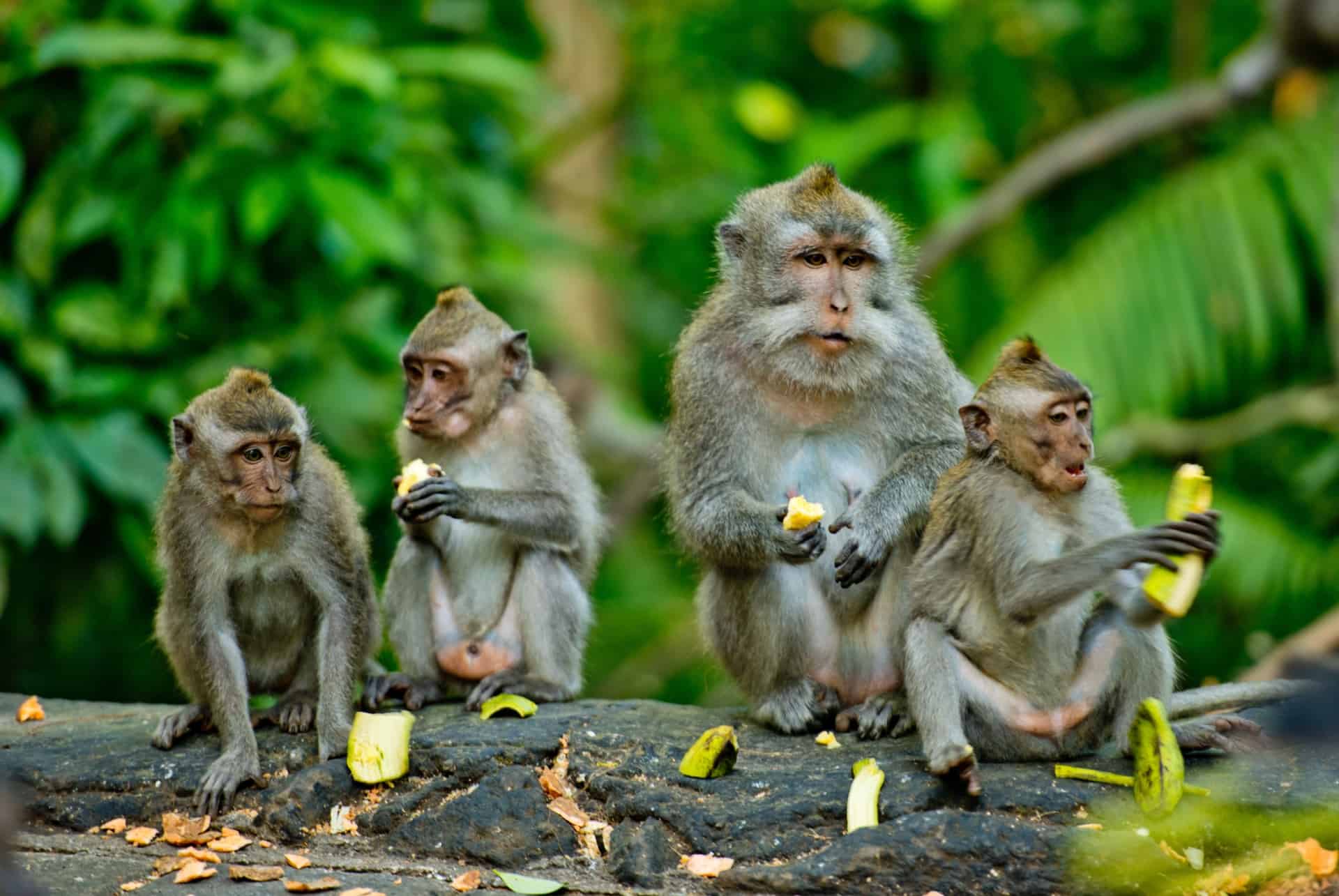 foret des singes bali en septembre