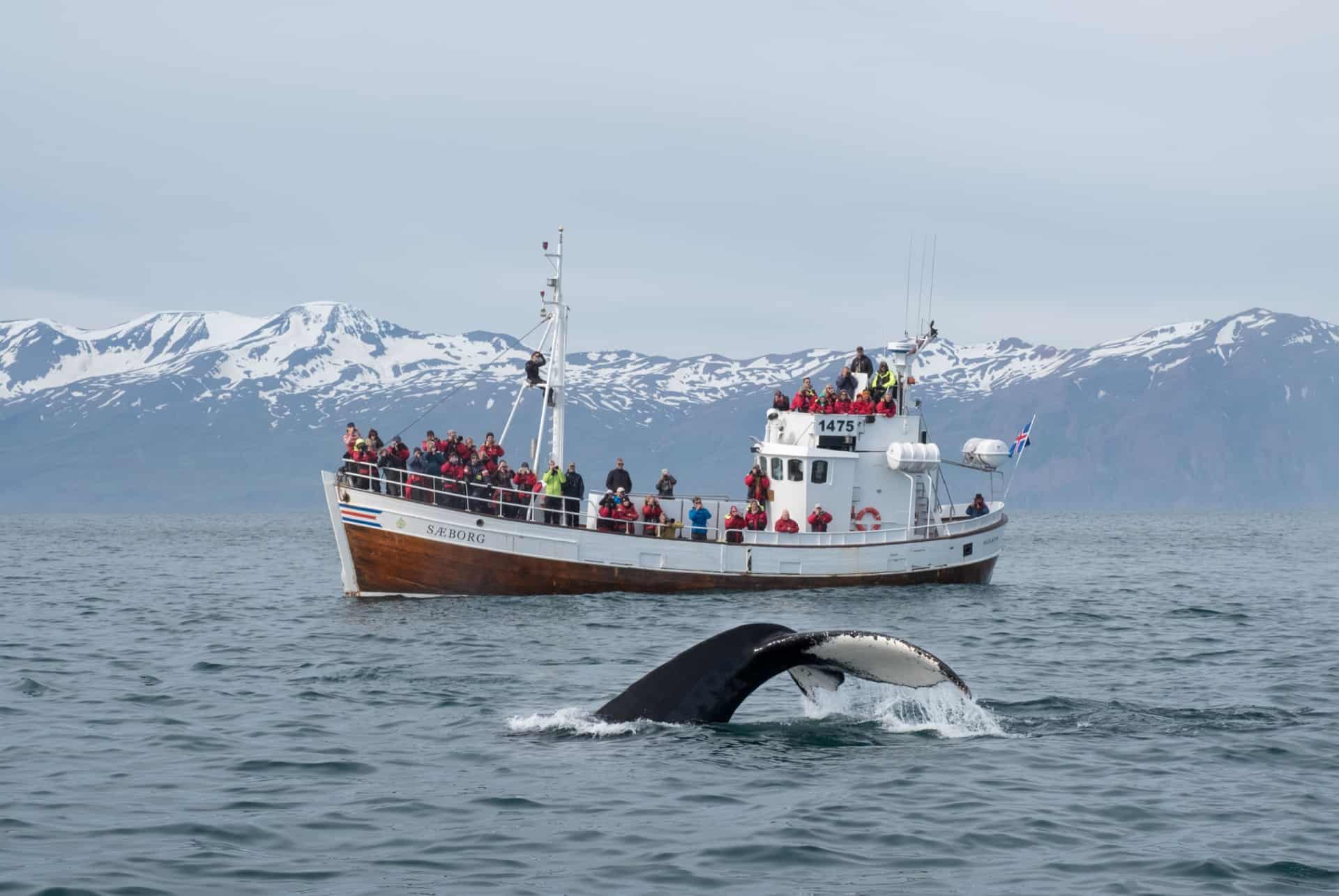 islande en avril baleines