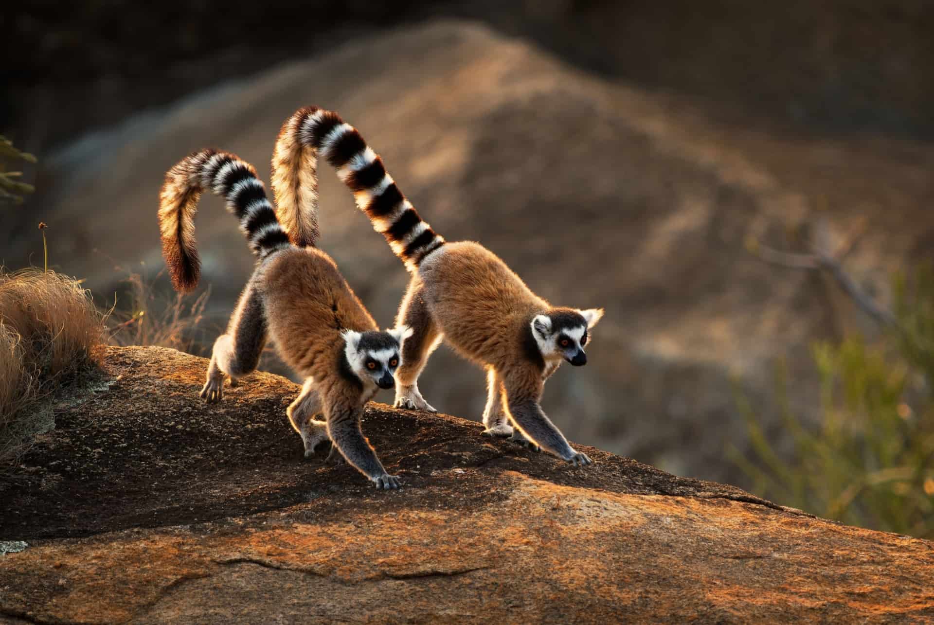 lemuriens madagascar