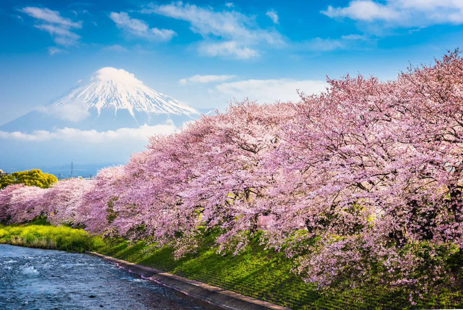 japon au printemps
