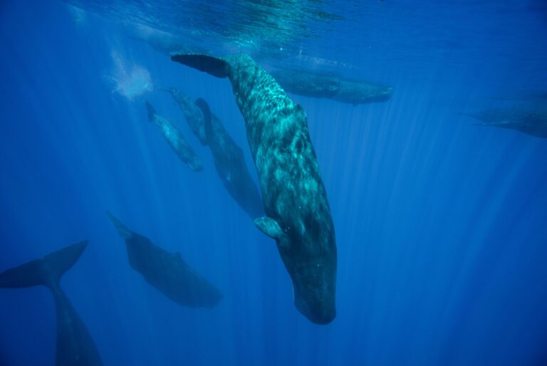 Observation des baleines à l'Île Maurice depuis Grande Rivière Noire