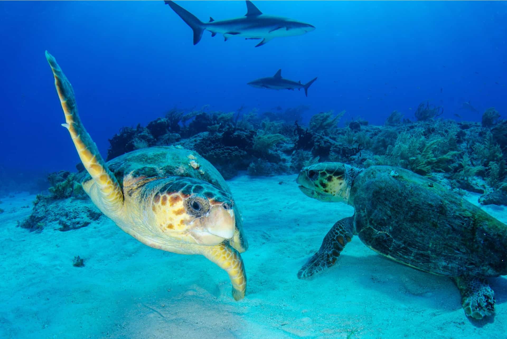 plongee tortues bahamas
