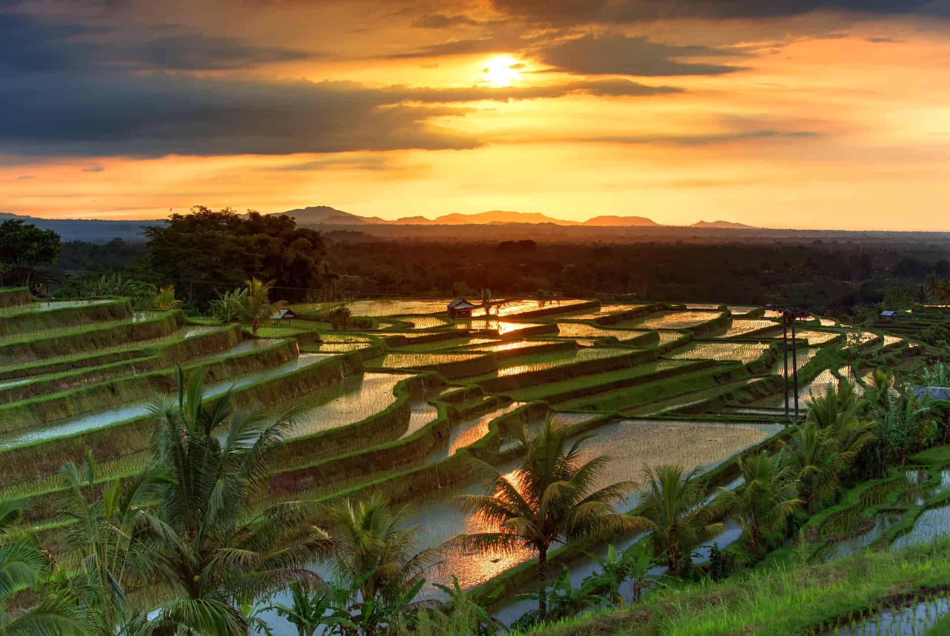 rizieres de bali