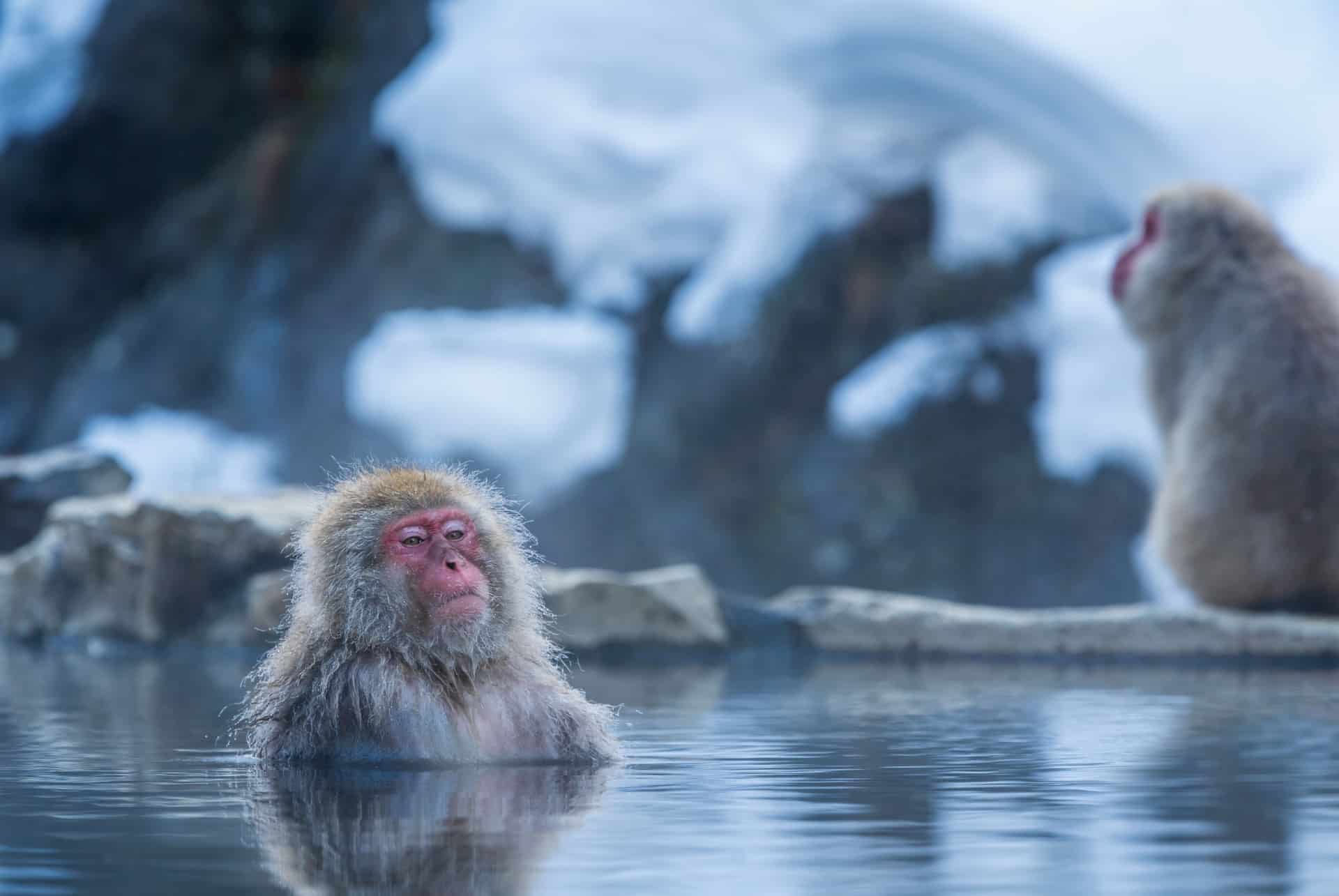 singe des neiges nagano