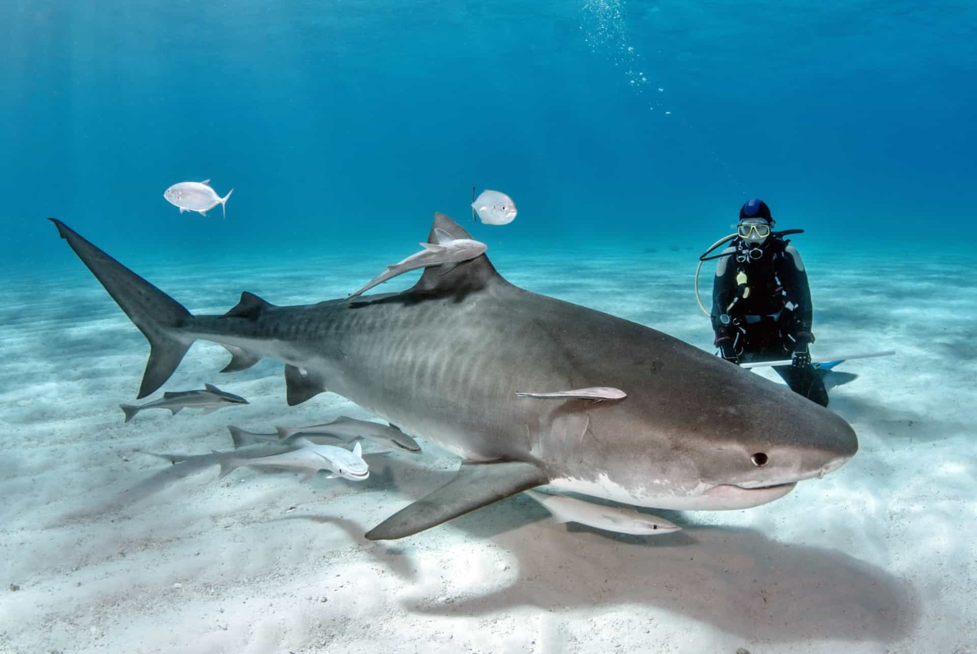 sortie plongee avec les requins